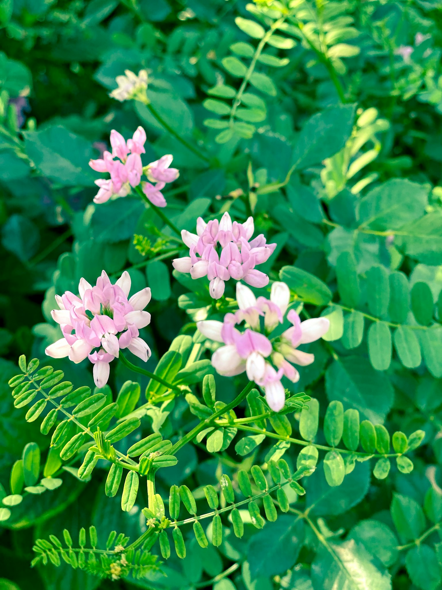 Fiori rosa delicati tra foglie verdi lussureggianti
