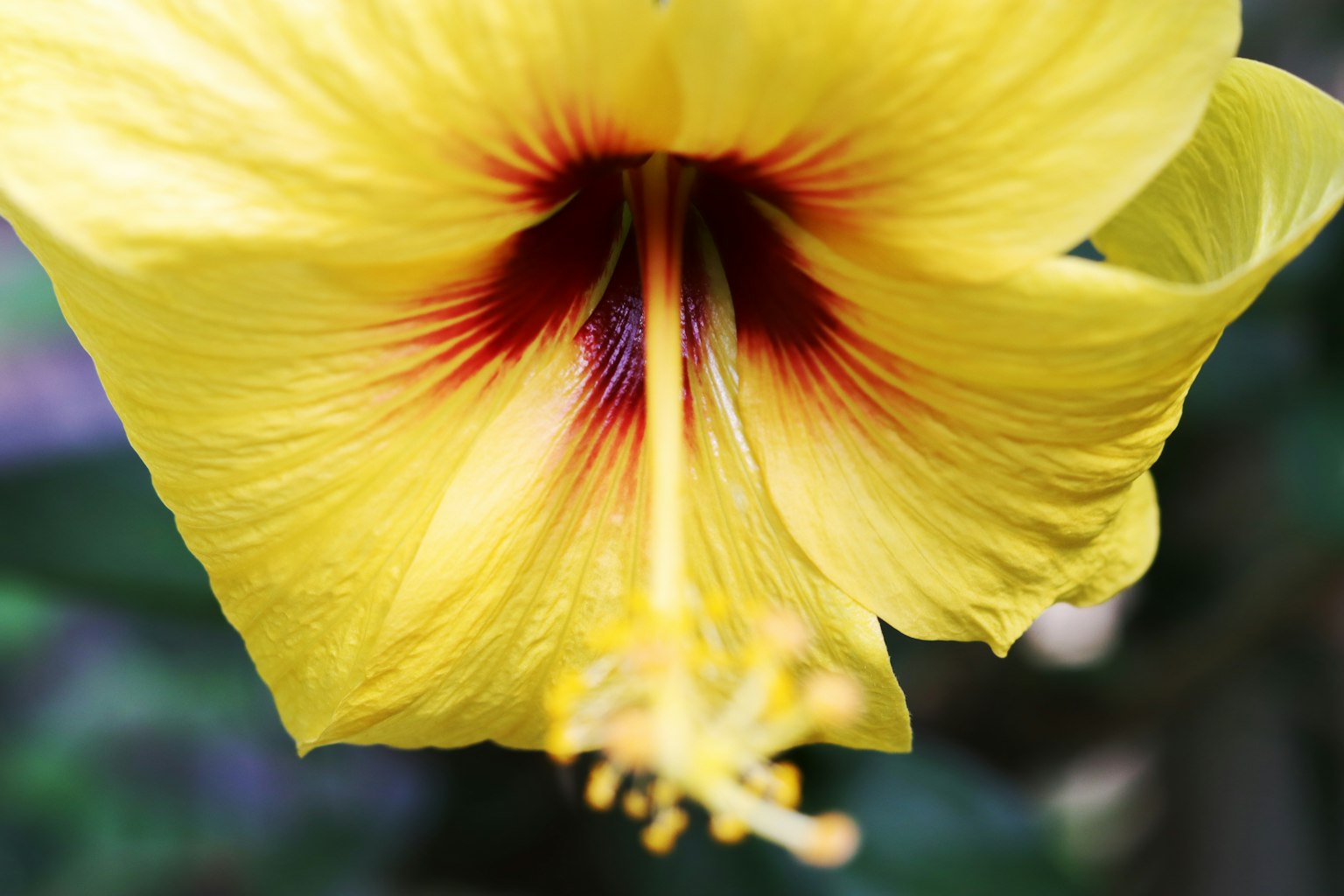 Close-up of a yellow hibiscus flower featuring bright colors and a red center pattern