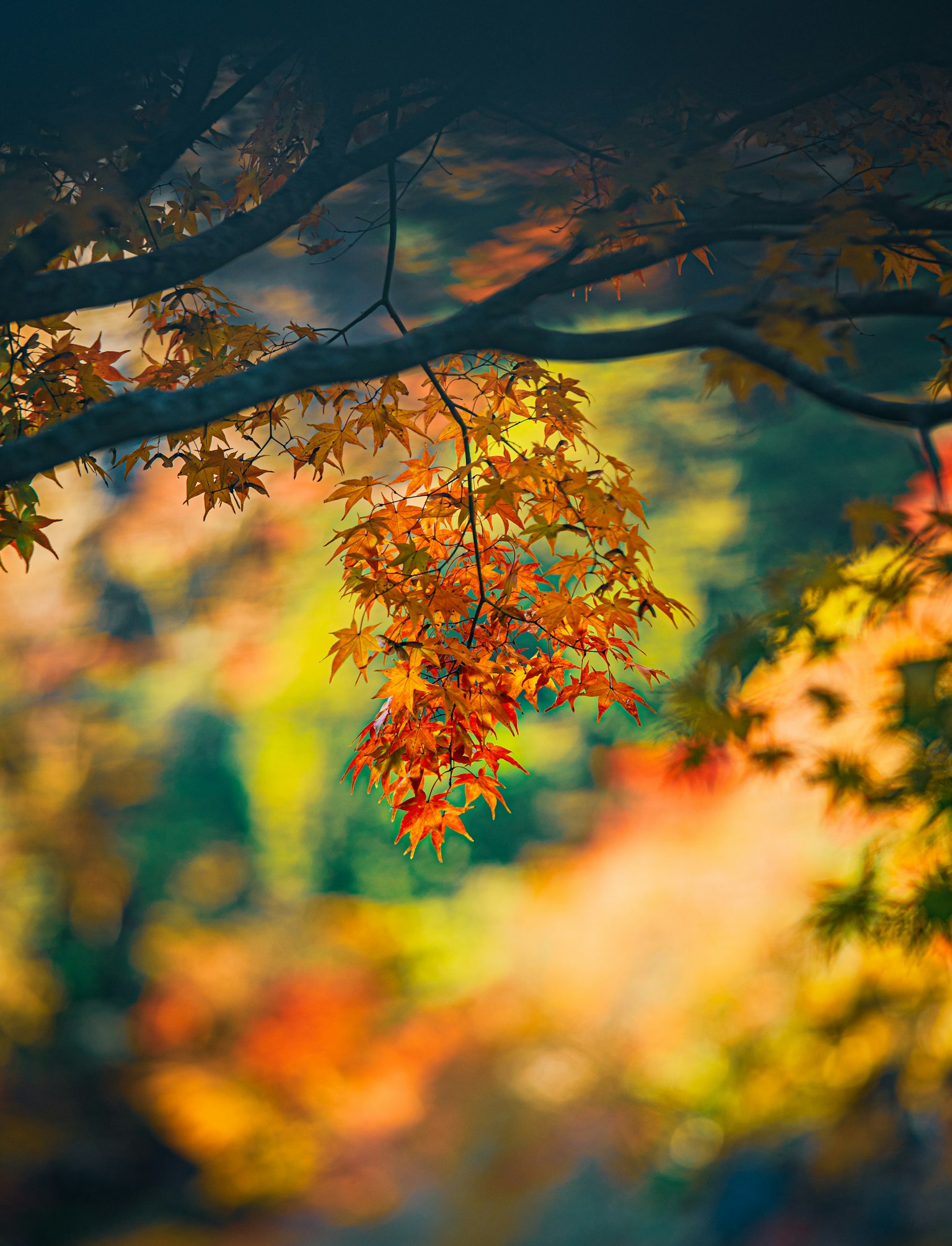 色とりどりの秋の葉が枝にぶら下がっている美しい風景