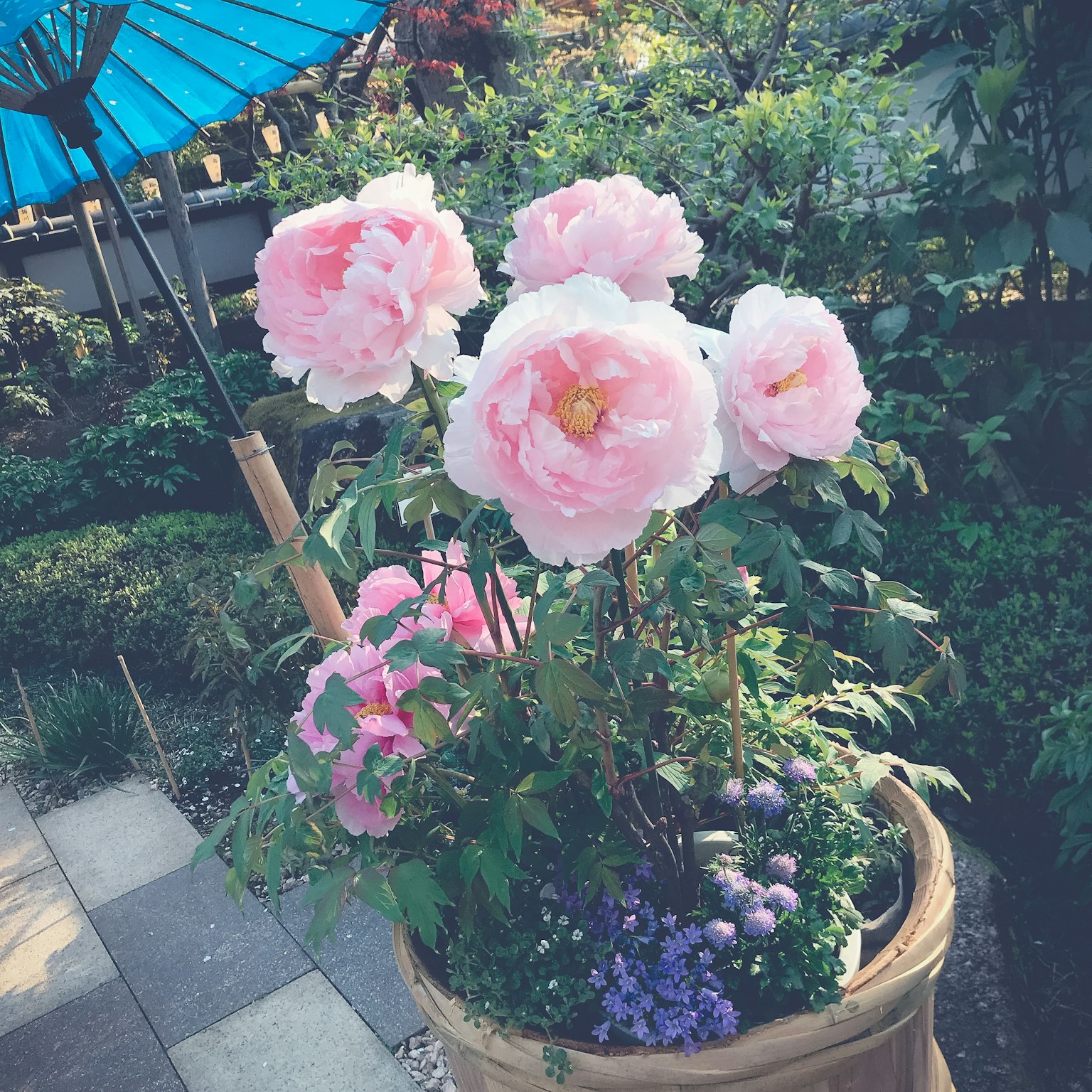 Peonie rosa in vaso con ombrello in un giardino