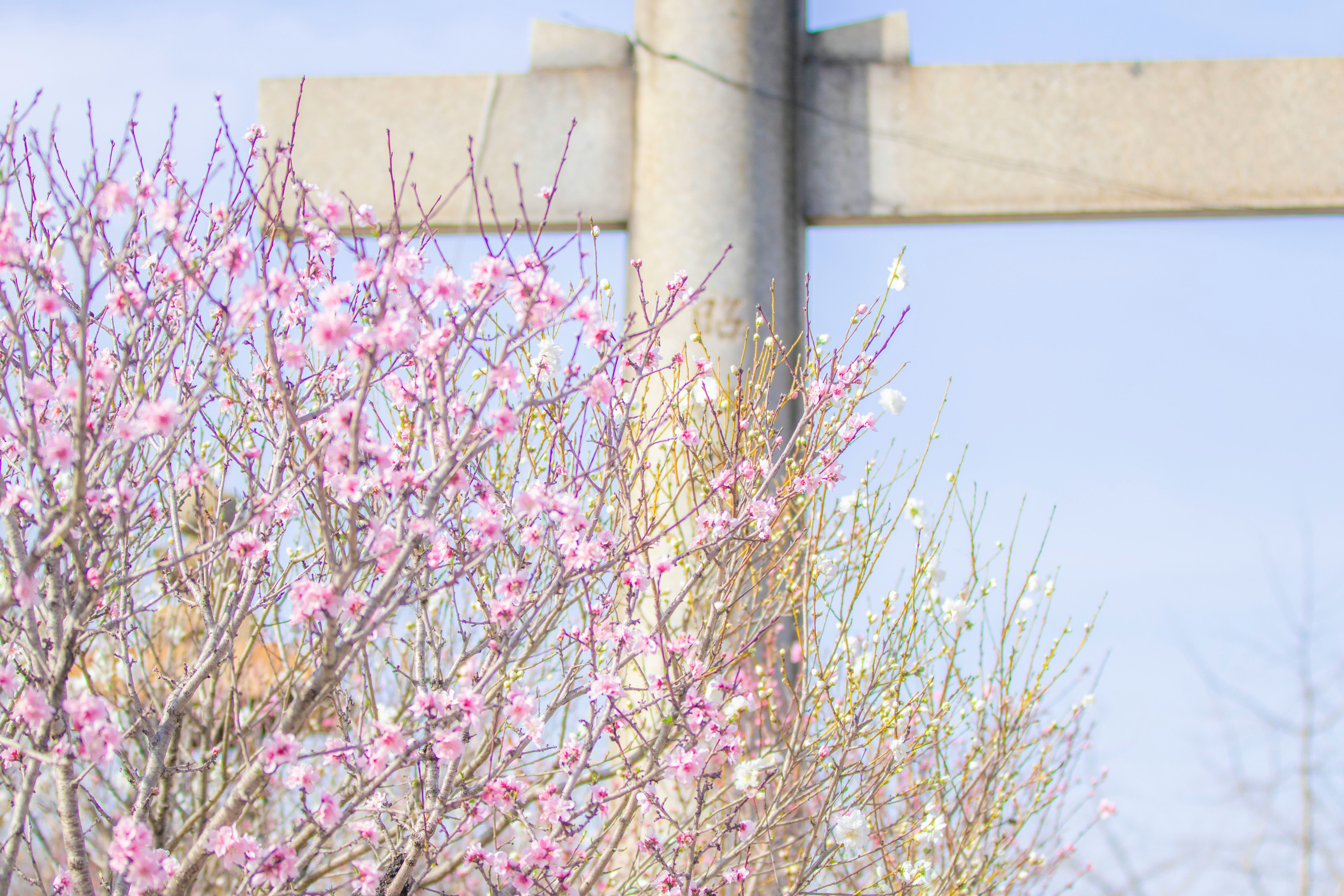梅の花と鳥居のある春の景色
