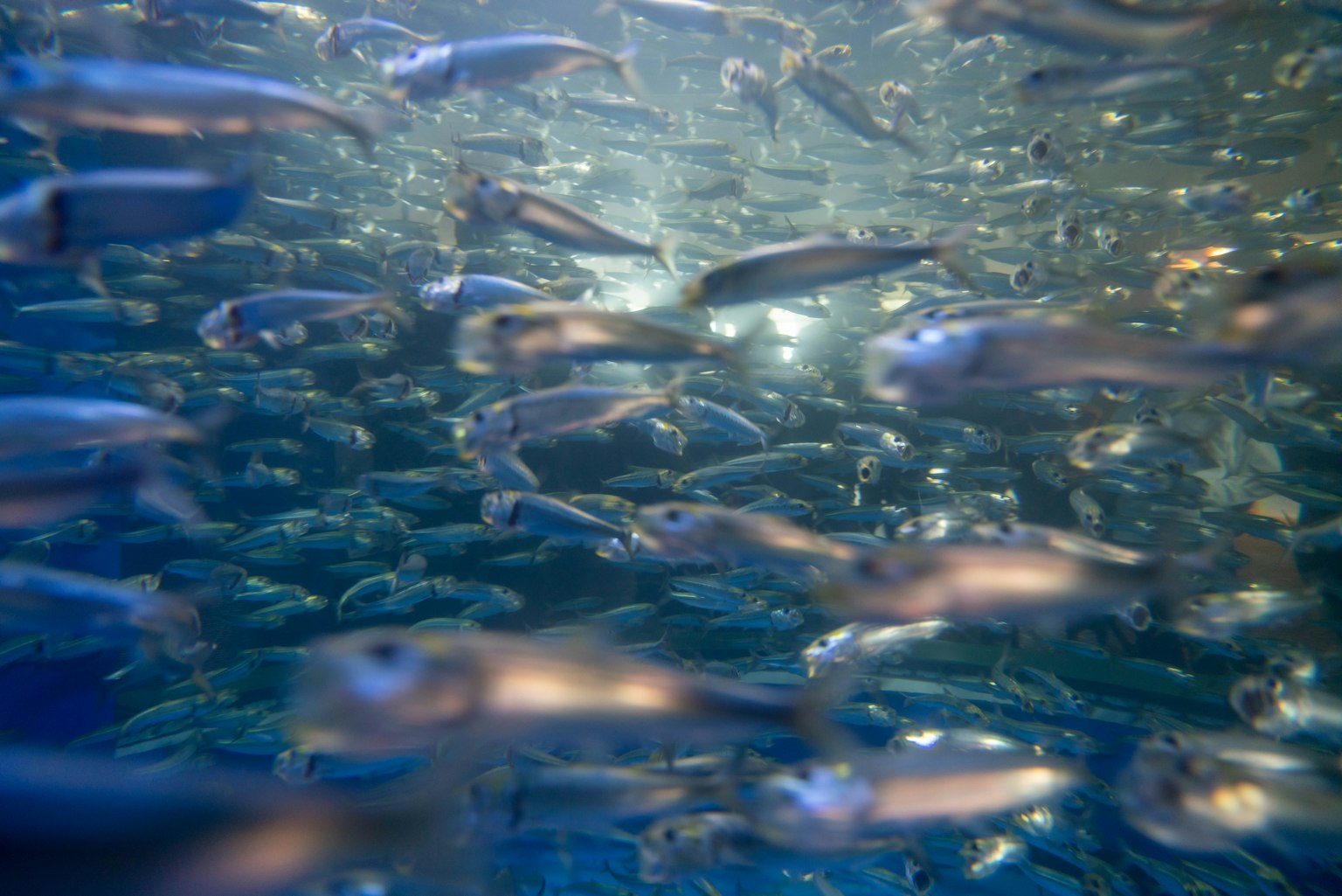水中の魚の群れが光を反射して泳いでいる様子