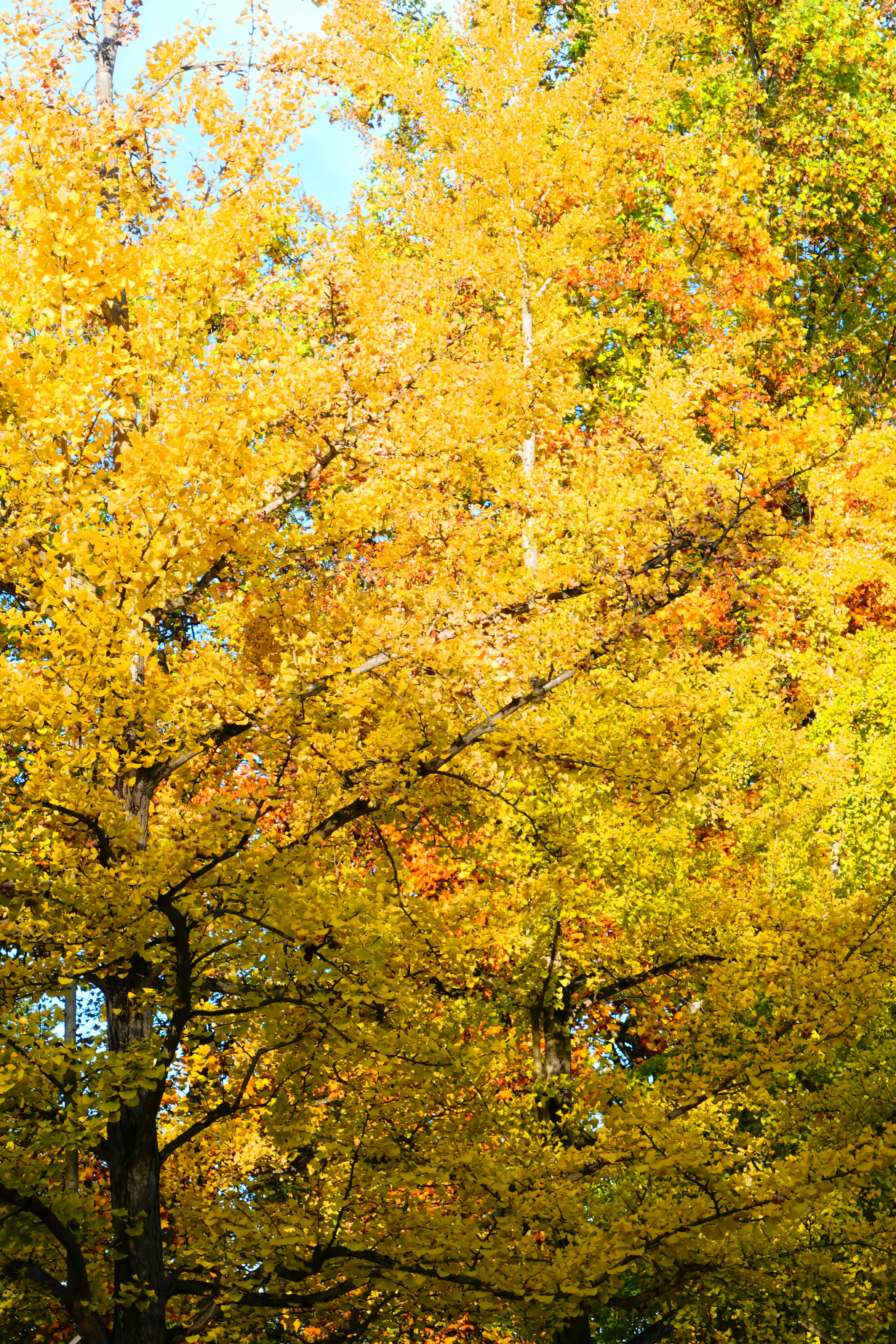 autumn ginkgo trees with golden leaves