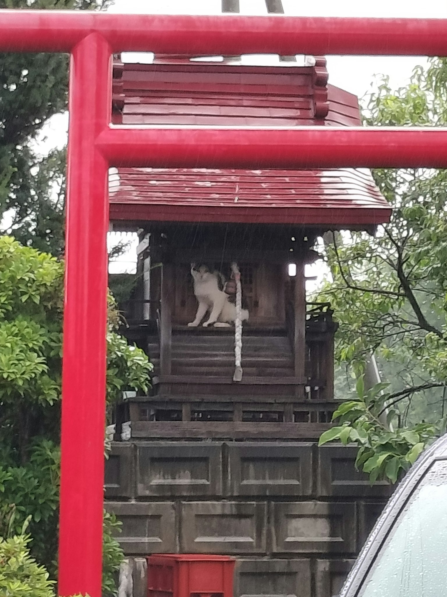 Wooden shrine with a dog statue in front of a red torii gate