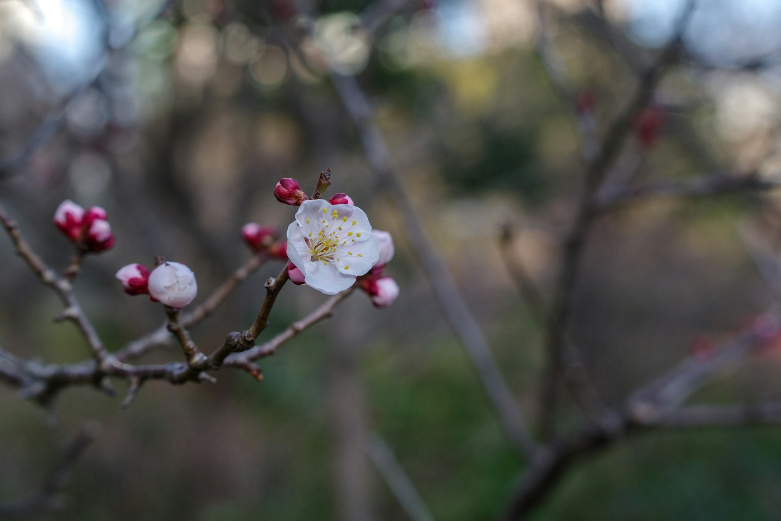 Gros plan sur une branche avec une fleur blanche et des bourgeons rouges