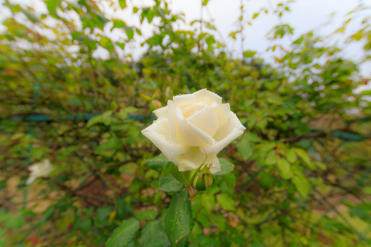 กุหลาบขาวบานอยู่เบื้องหลังใบไม้สีเขียว