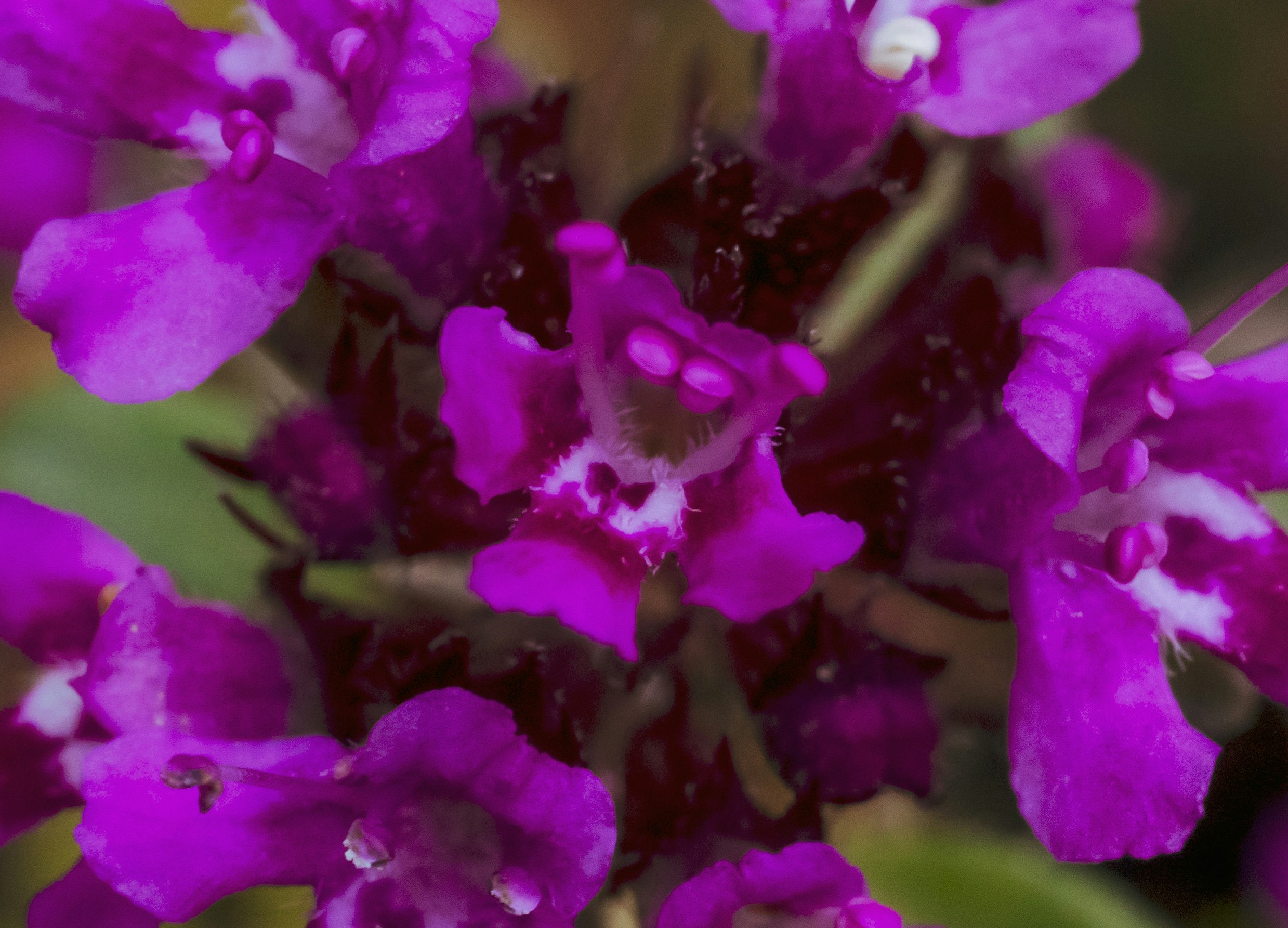 Lebendiger Nahaufnahme von überlappenden violetten Blütenblättern
