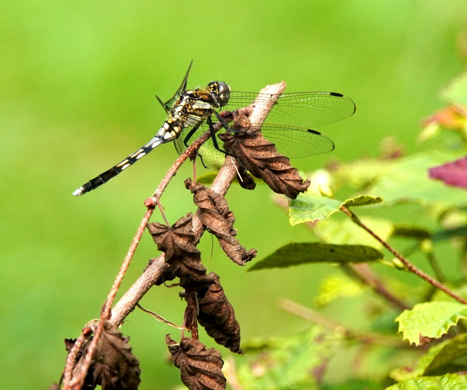 Immagine dettagliata di una libellula appollaiata su uno sfondo verde