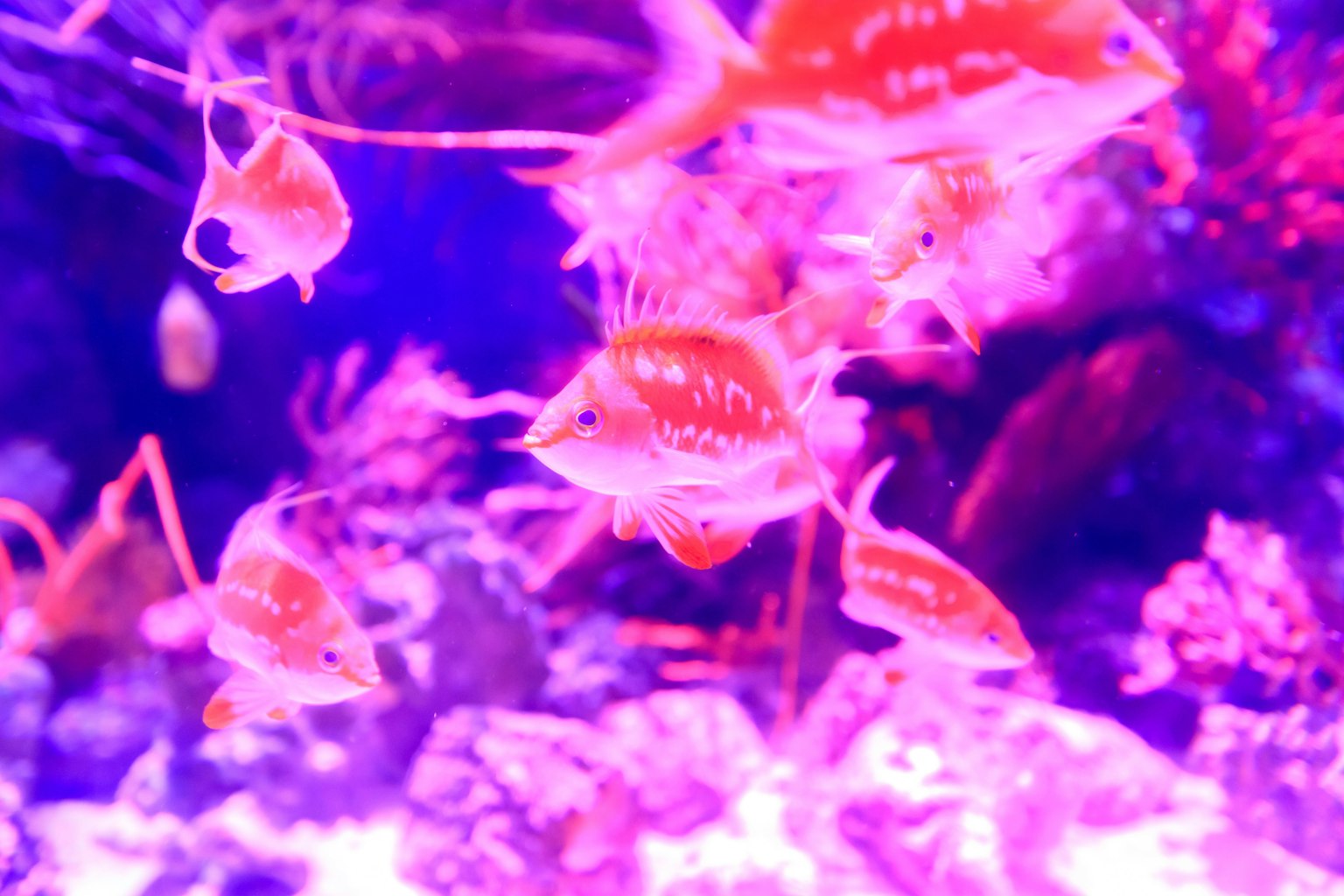 Lebendige Fische schwimmen in einer Unterwasserszene