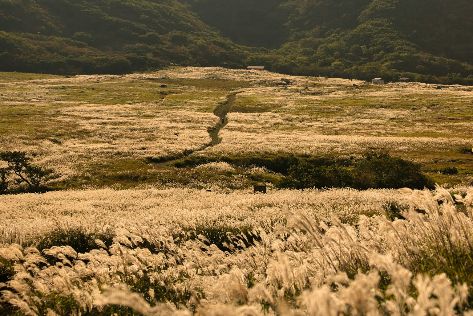 Paisaje de pradera expansiva con montañas al fondo hierba dorada ondeando en la brisa