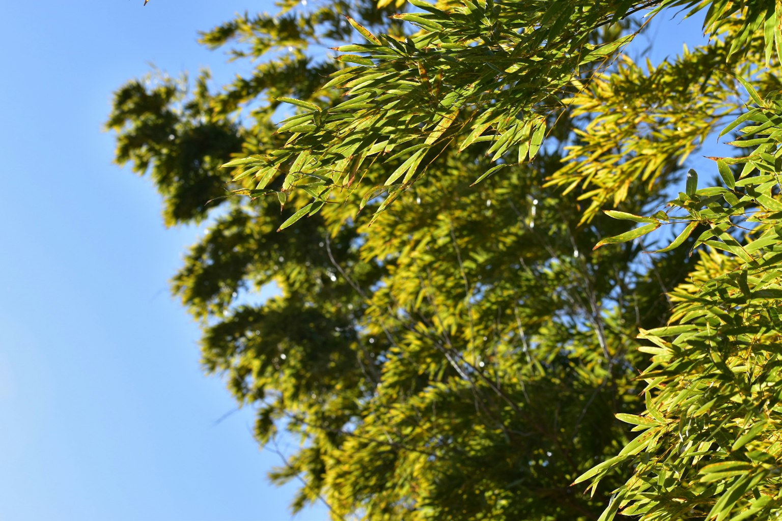 Close-up of green bamboo leaves under blue sky