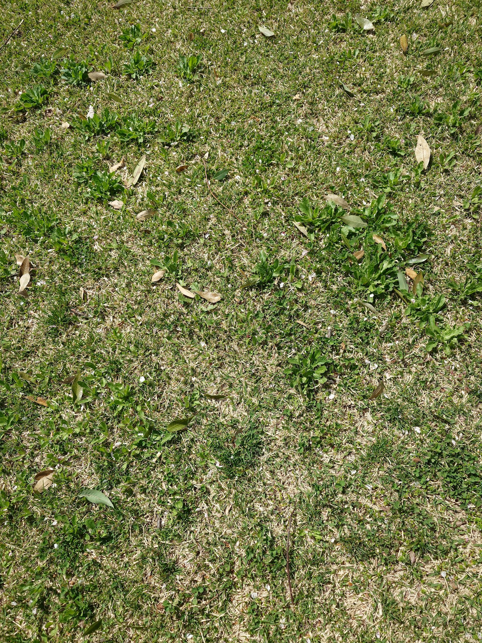 Ground covered with green grass and scattered fallen leaves