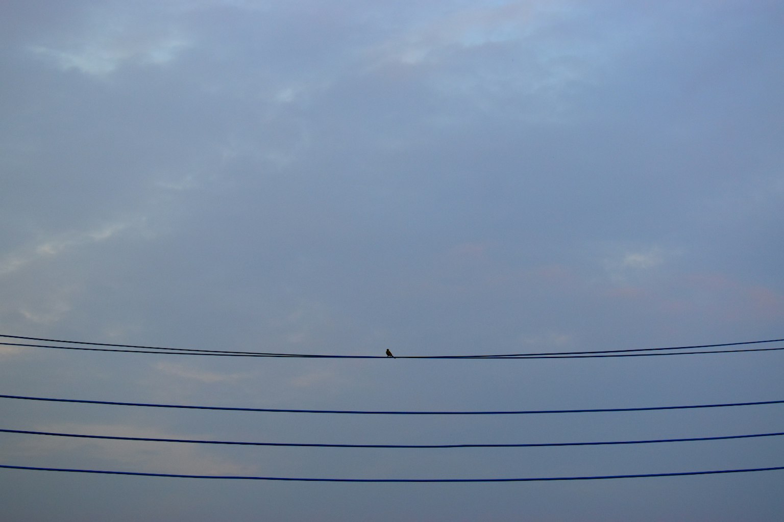Un ciel bleu avec des lignes électriques et un petit oiseau perché sur l'une d'elles