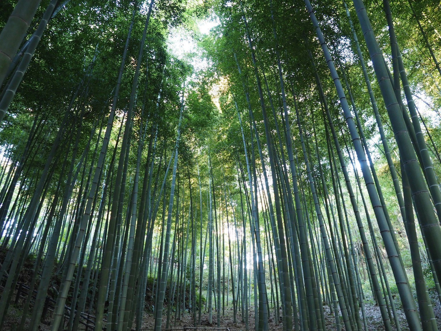 Vista di una foresta di bambù guardando verso il cielo alti steli di bambù verdi