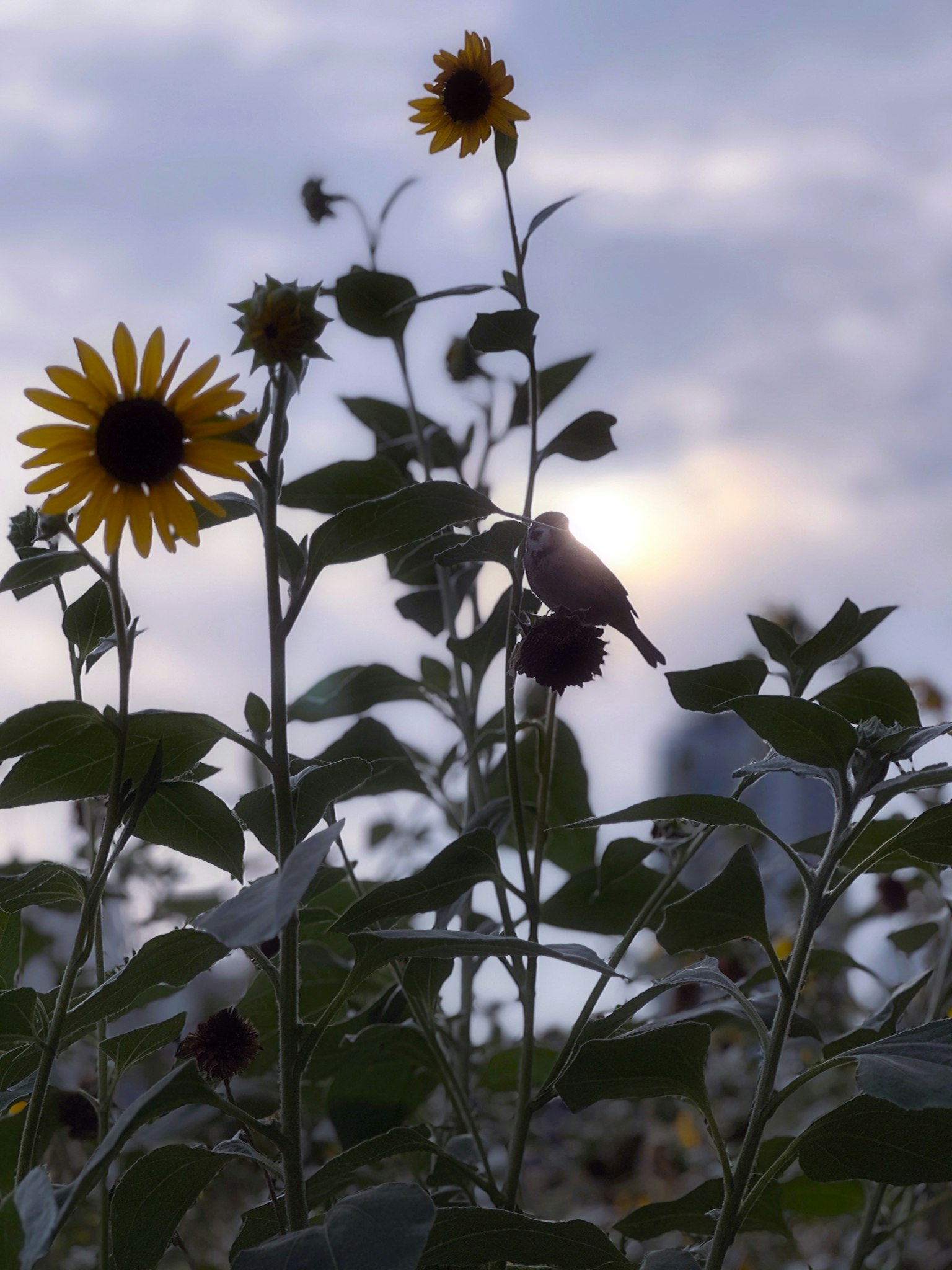 背後に太陽があるひまわりと小鳥のシルエット