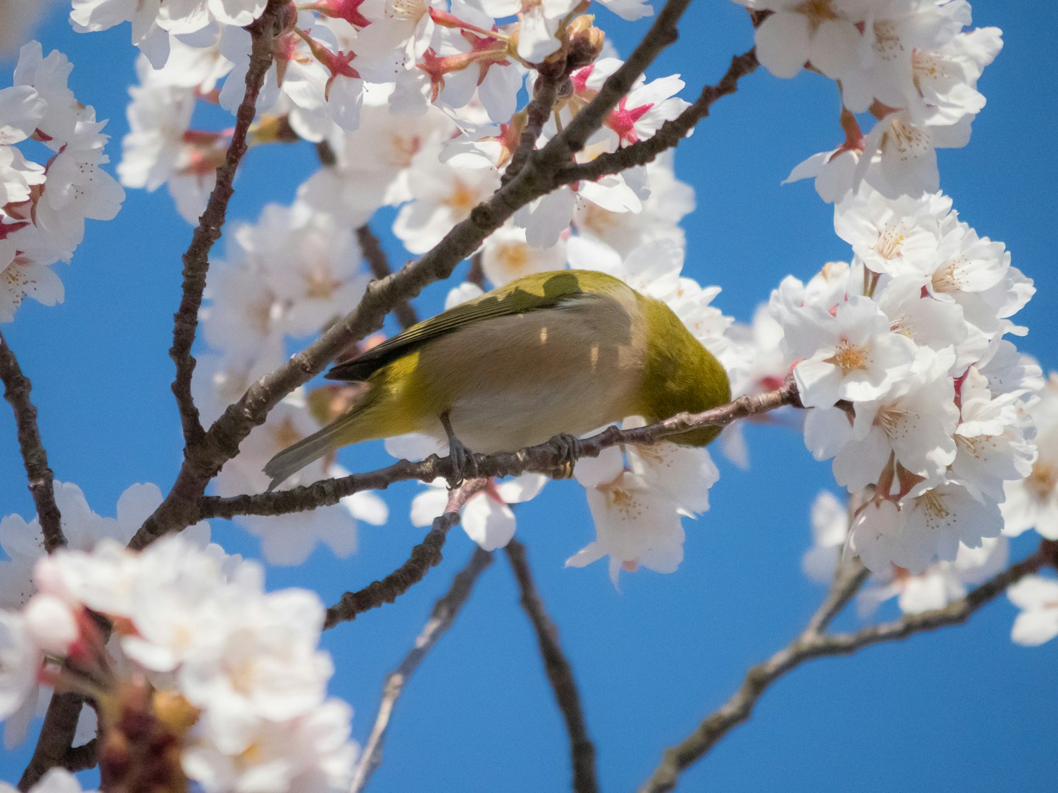 Un uccello verde appollaiato tra i fiori di ciliegio contro un cielo blu