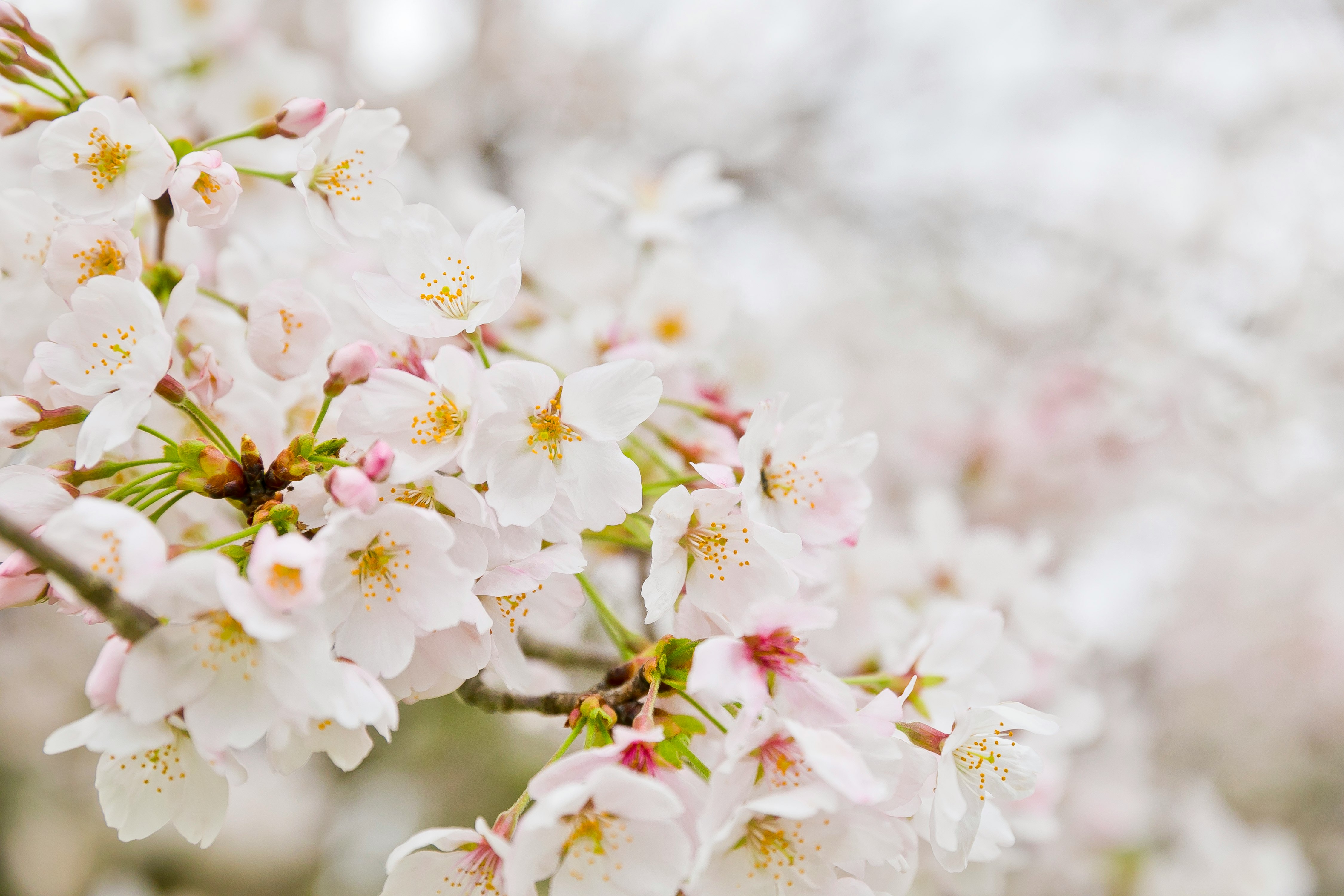 白い花が咲く枝のクローズアップ