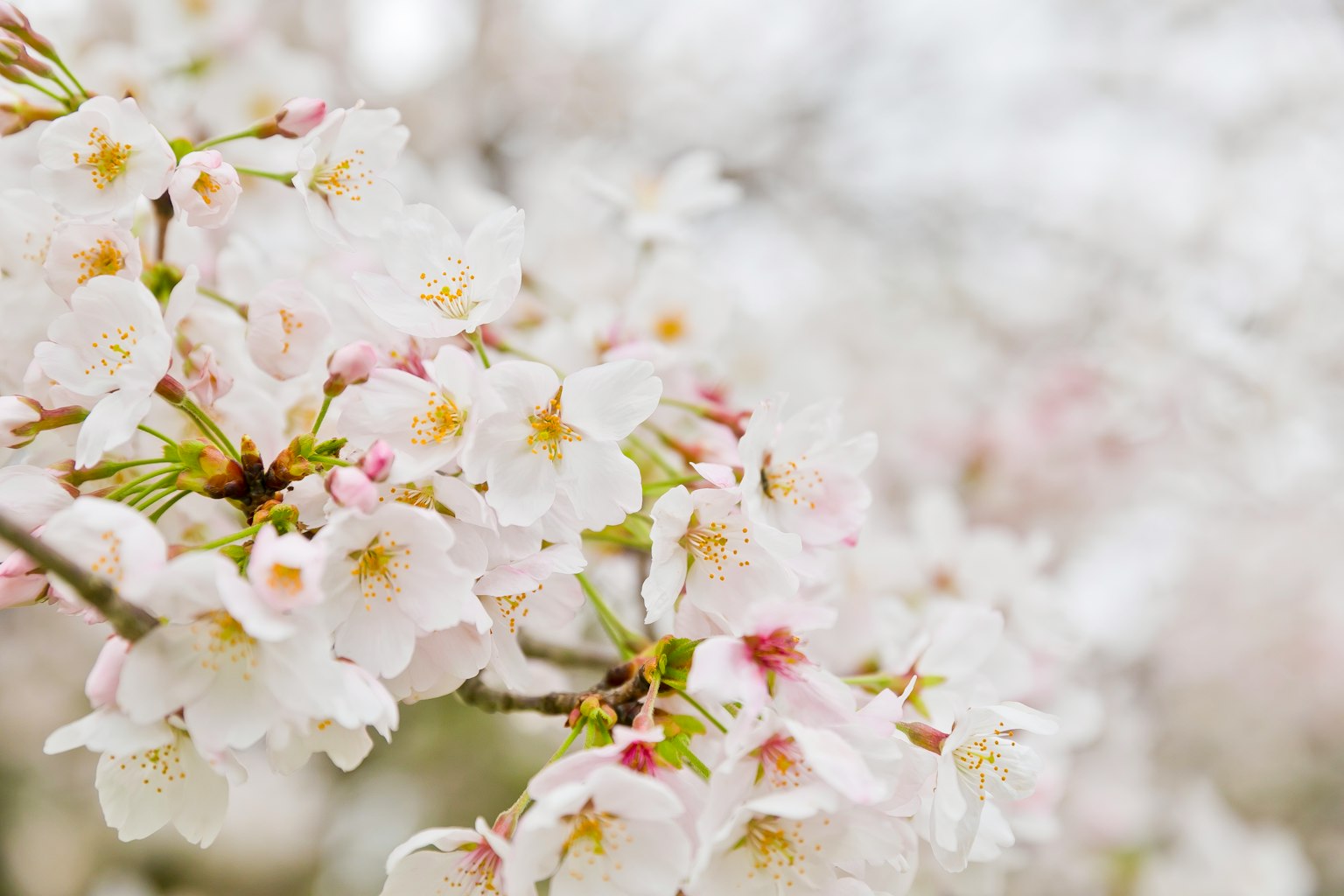Nahaufnahme von Kirschblütenzweigen mit weißen Blütenblättern und hellrosa Zentren