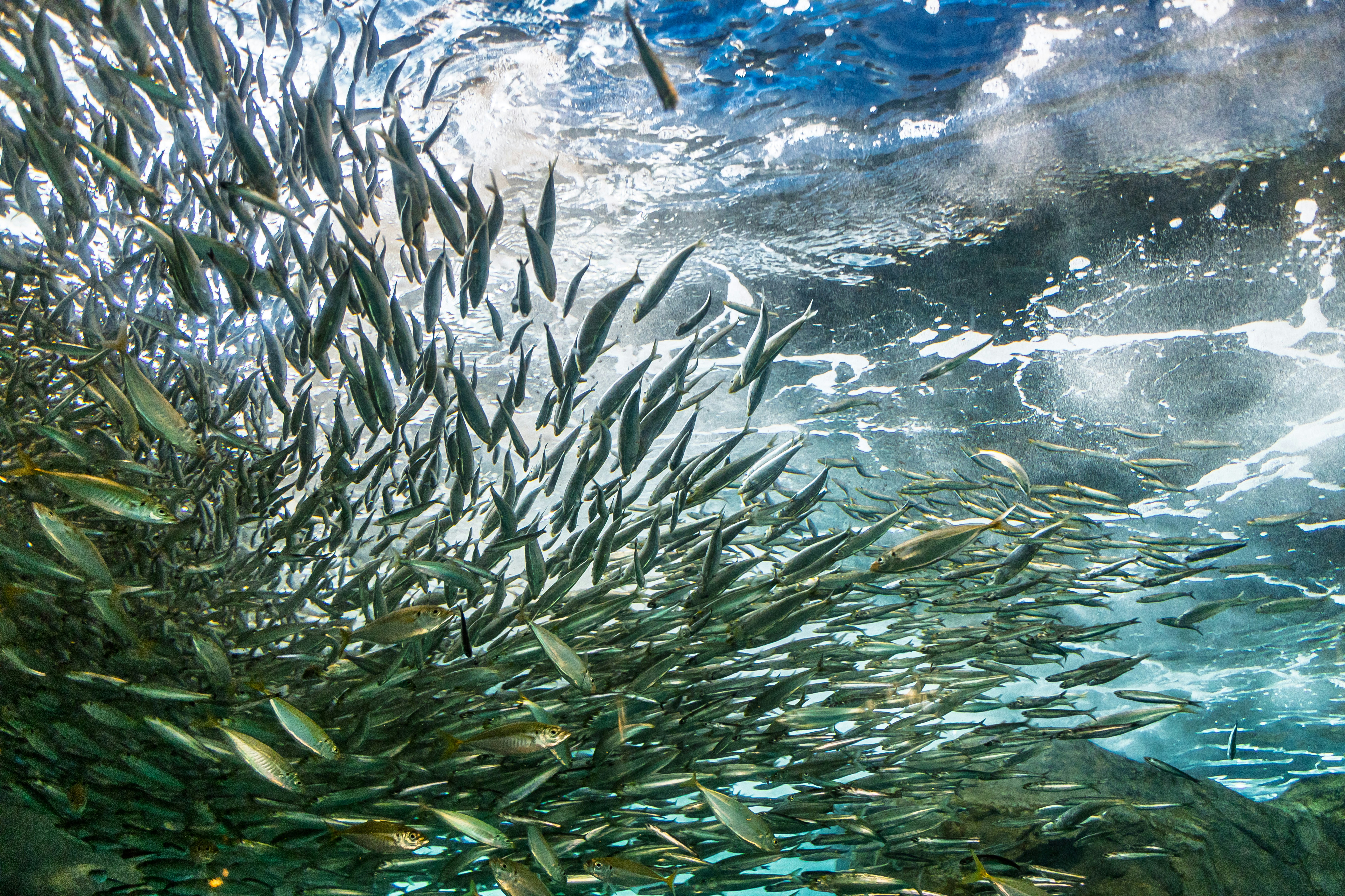 海中を群れで泳ぐ魚と海藻のある水景
