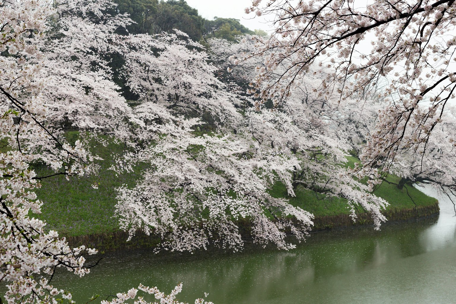櫻花盛開的河邊風景