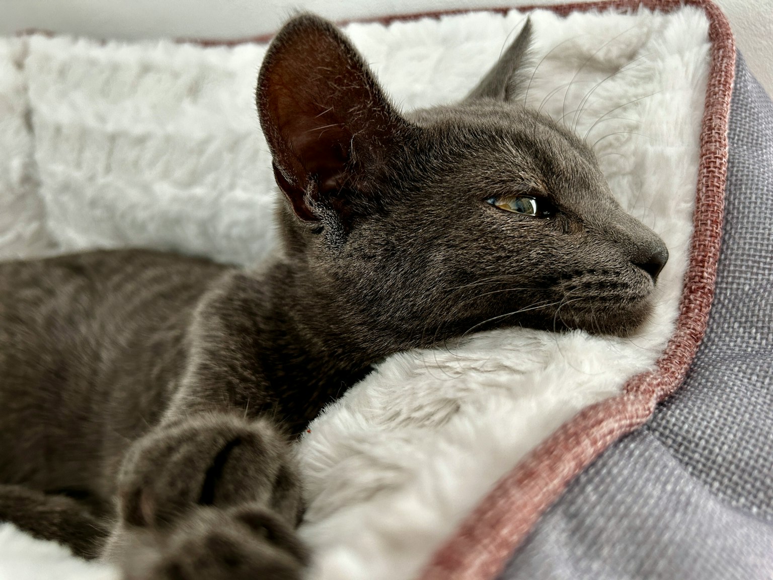 灰色猫在柔软的床上放松