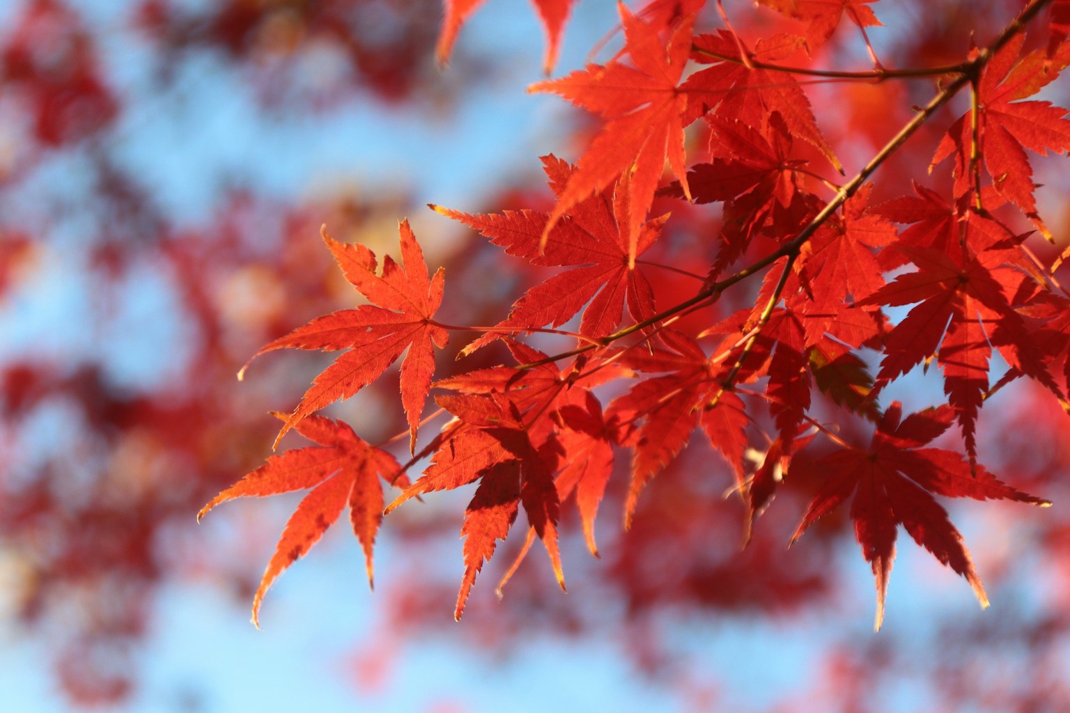 Feuilles d'érable rouges vibrantes brillent sous un ciel bleu