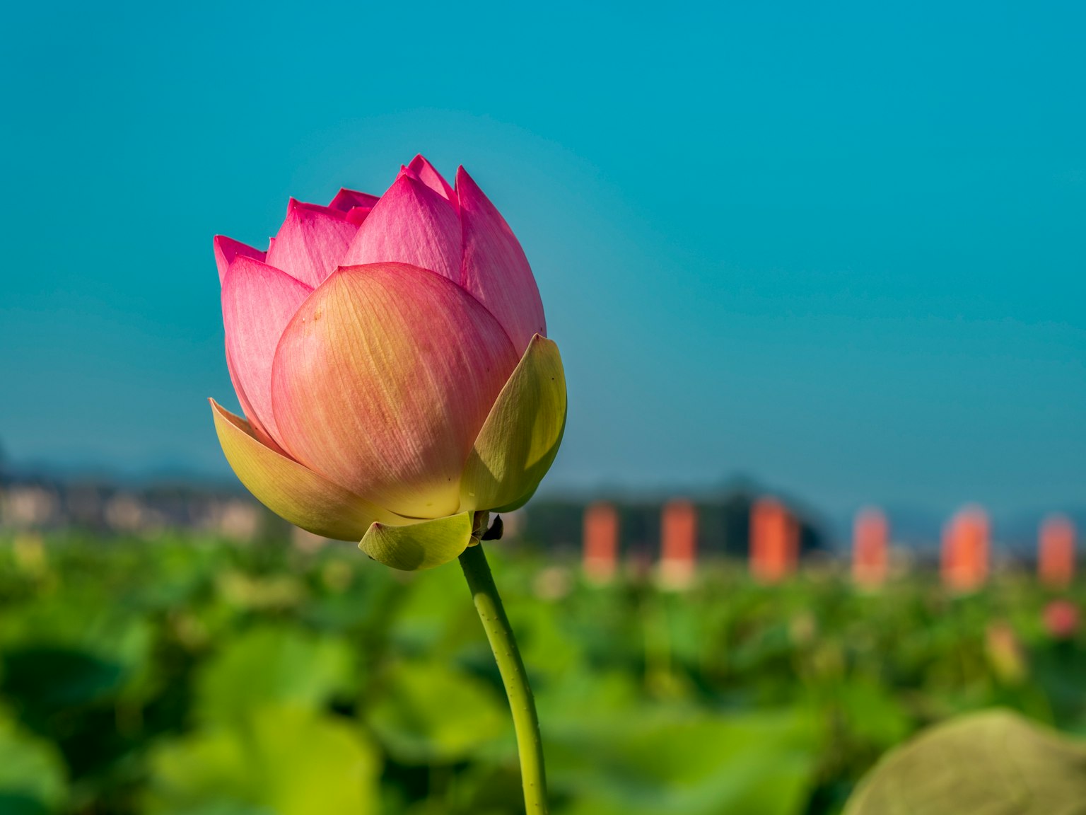 Schöne Lotusblume blüht unter blauem Himmel