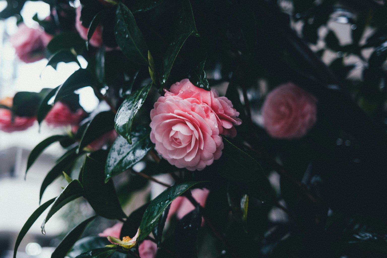 Una flor de camelia rosa claro rodeada de hojas verdes