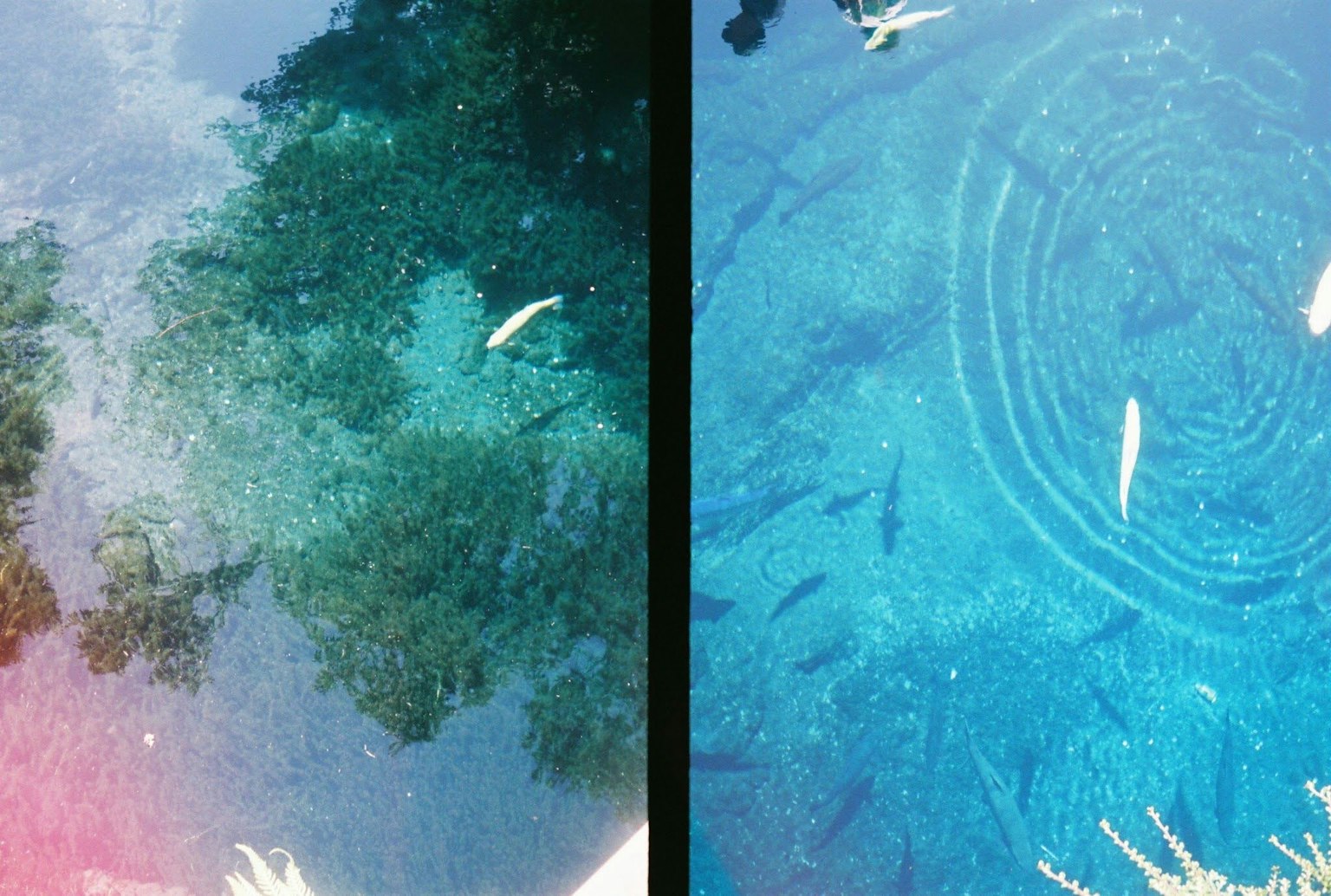 Immagine di pesci che nuotano in acqua blu chiara con increspature