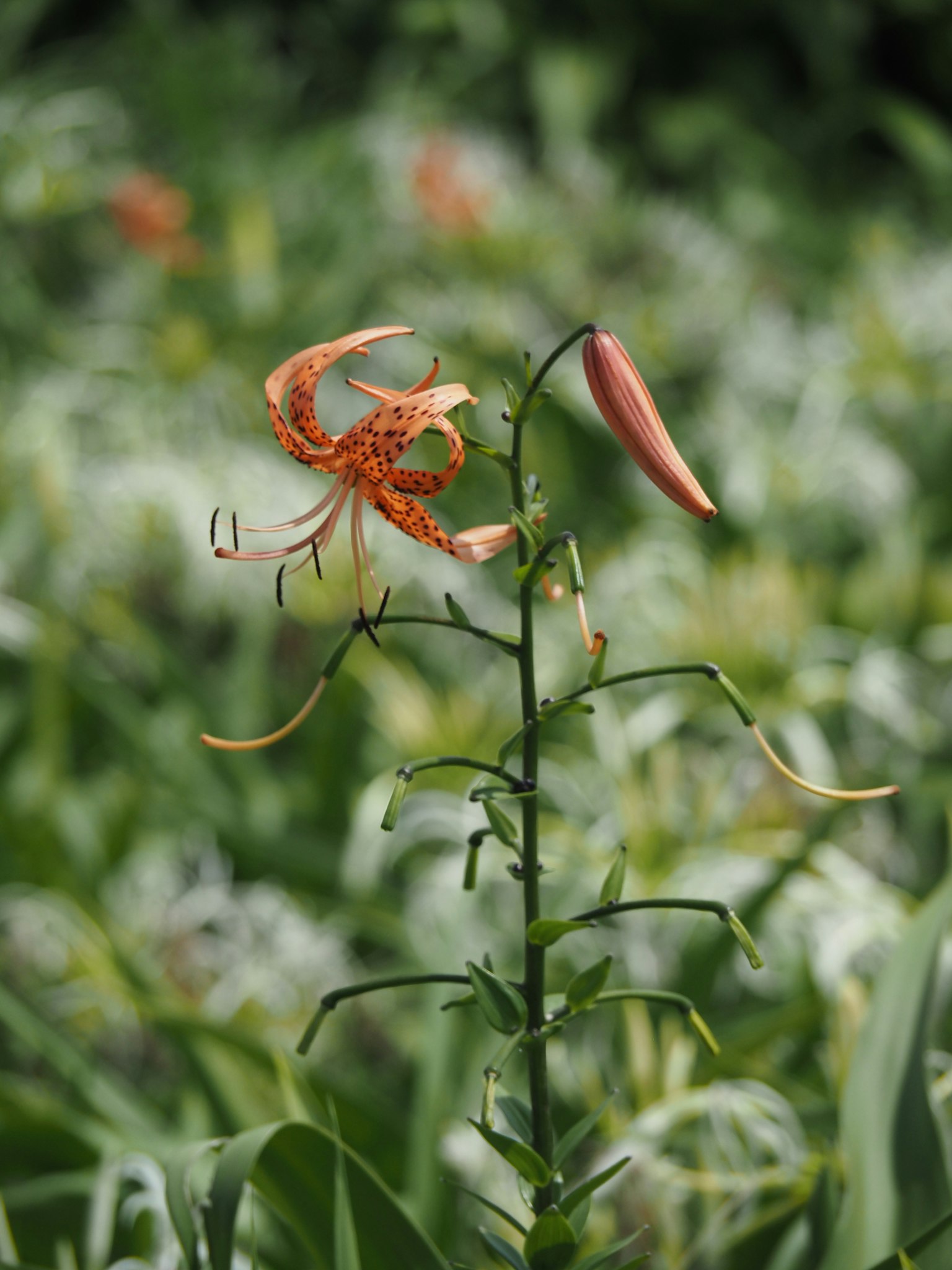 A photo of an orange lily flower blooming on a plant Green background highlights the flower