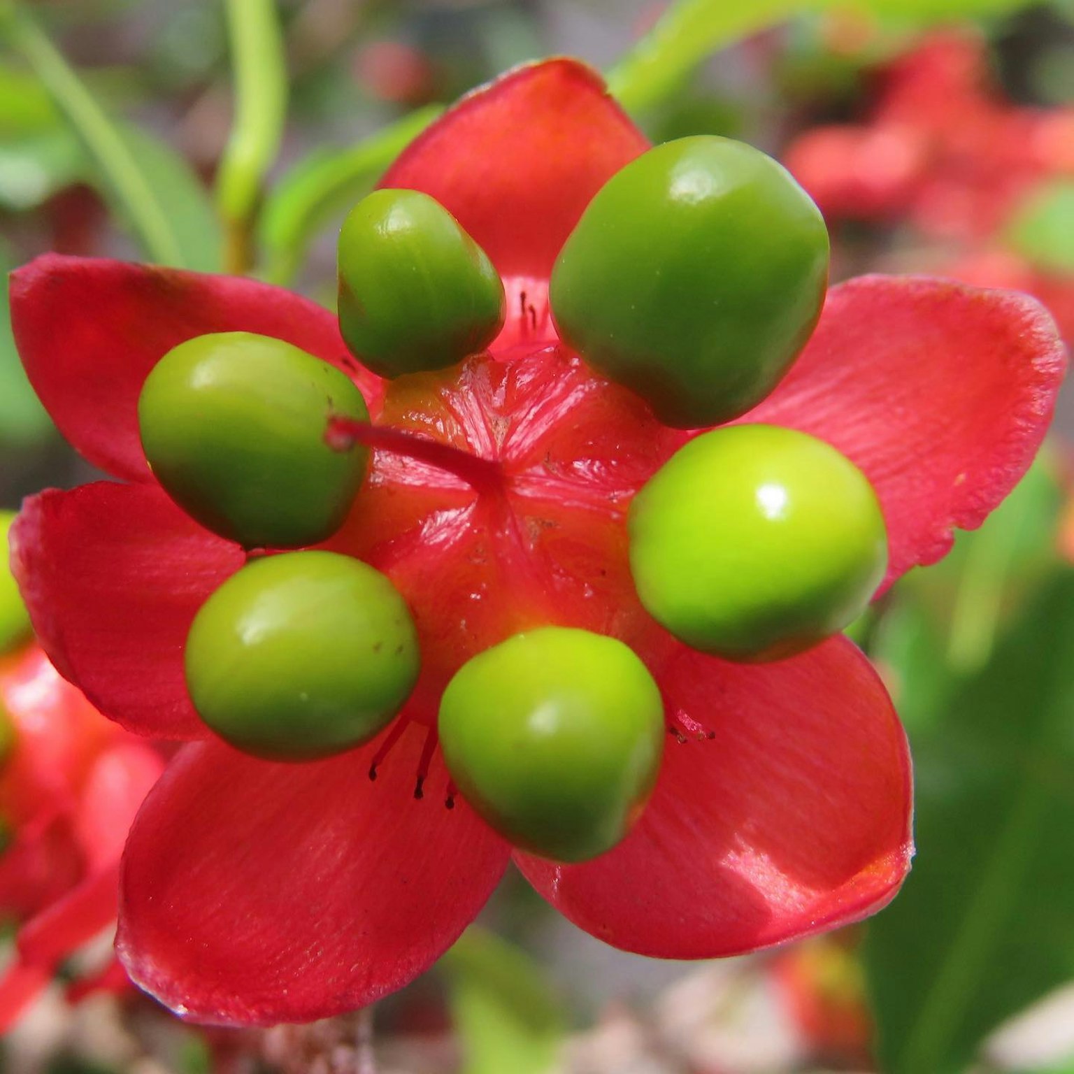 Gros plan sur une fleur rouge avec des boutons verts distinctifs