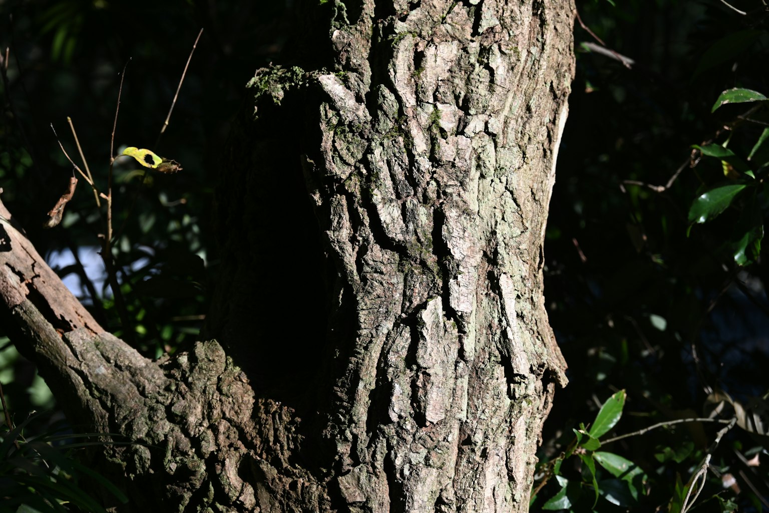 Textura detallada de un tronco de árbol con fondo oscuro