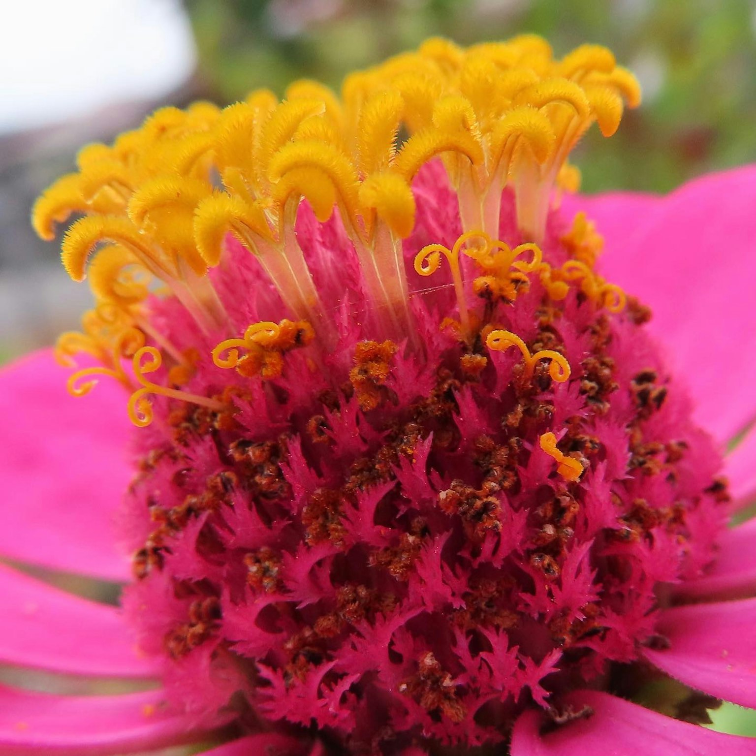 Cận cảnh trung tâm của một bông hoa hồng và vàng rực rỡ