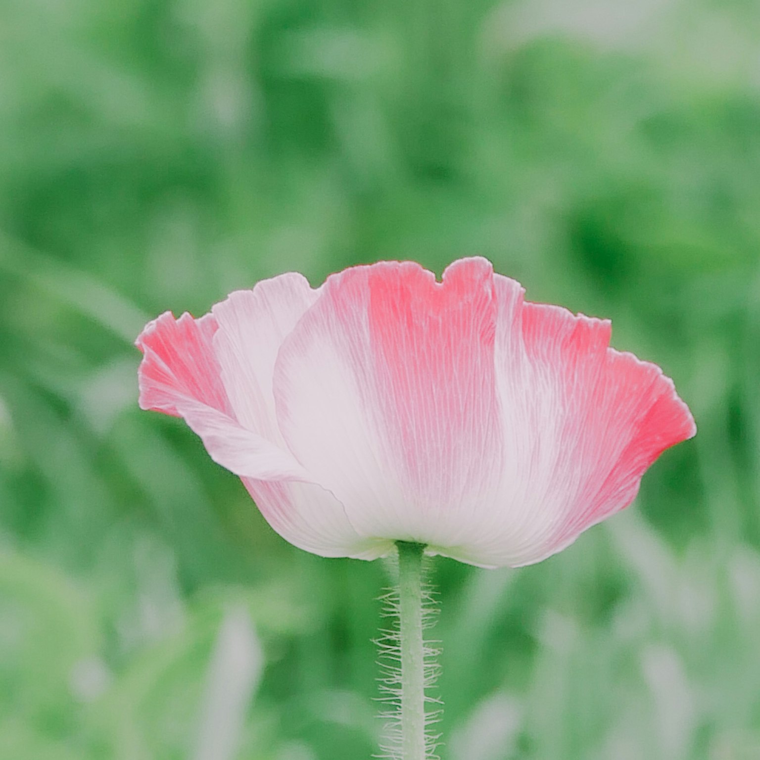Eine zarte rosa-weiße Blume vor grünem Hintergrund