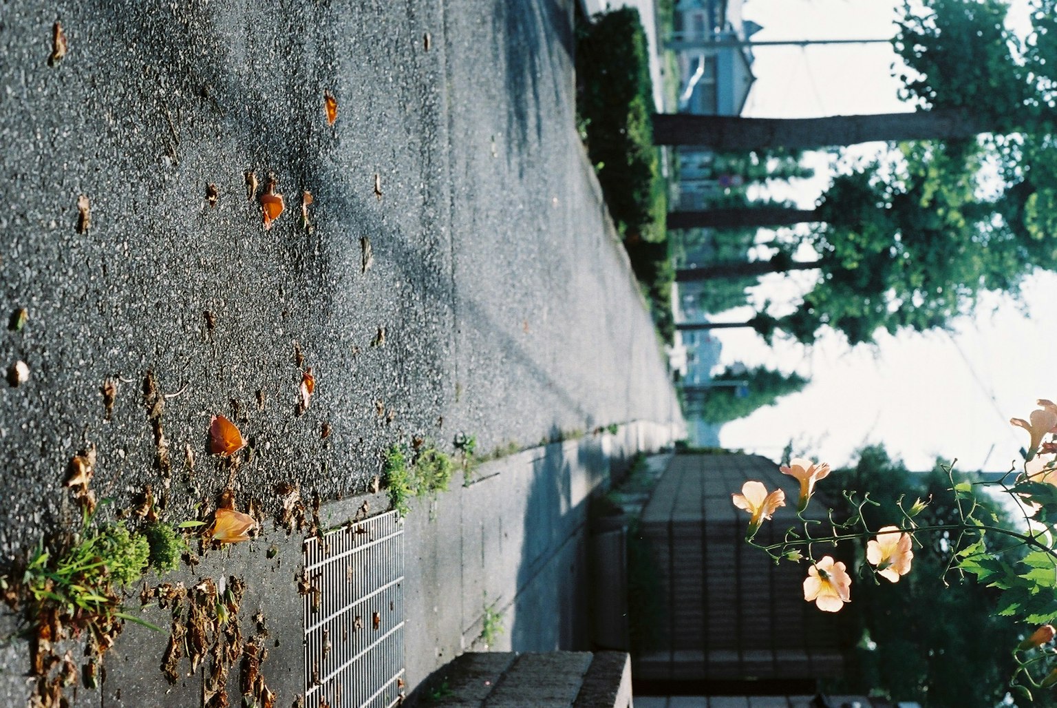 Marciapiede pavimentato con foglie sparse e alberi sullo sfondo