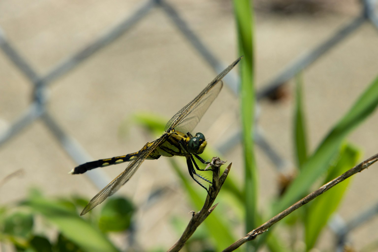Libellula gialla e nera appollaiata su foglie verdi