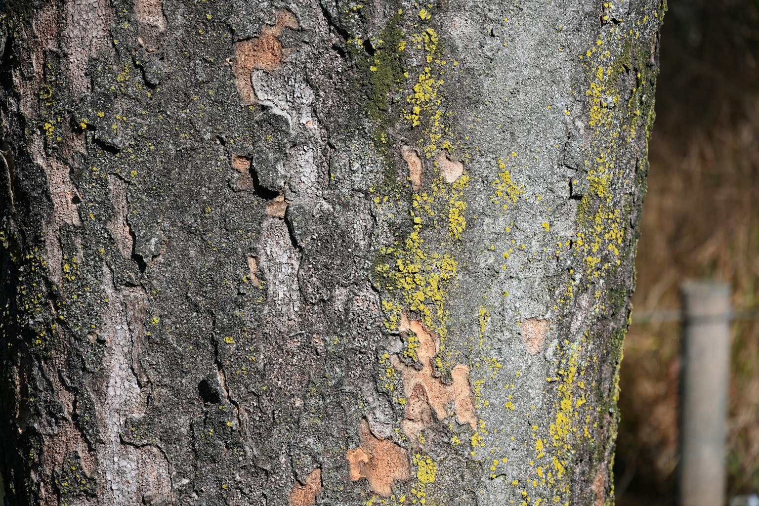 Close-up of a tree trunk featuring moss and bark texture