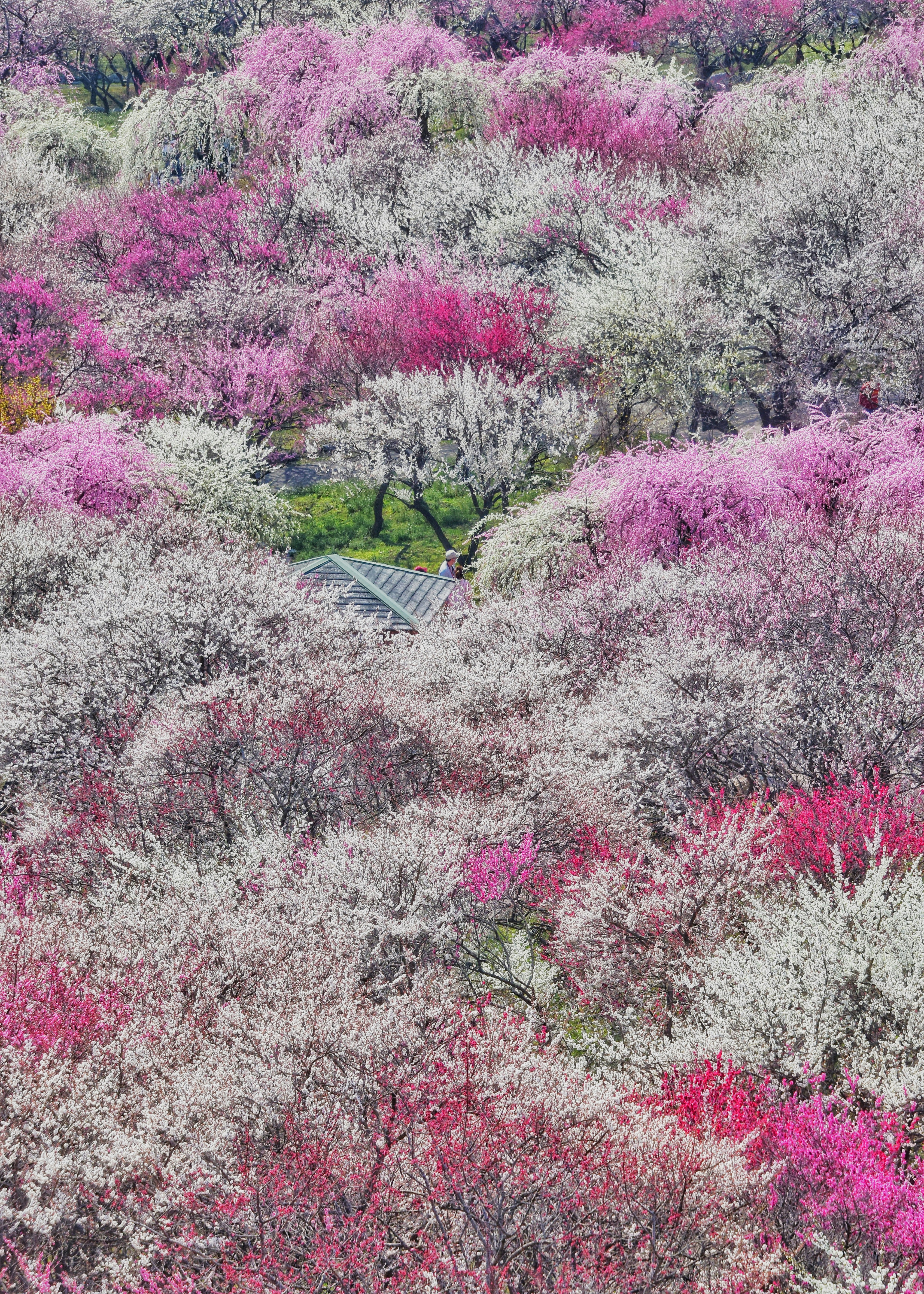 ladera del Jardín de Ciruelos de Inabe cubierta de flores de ciruelo en plena floración