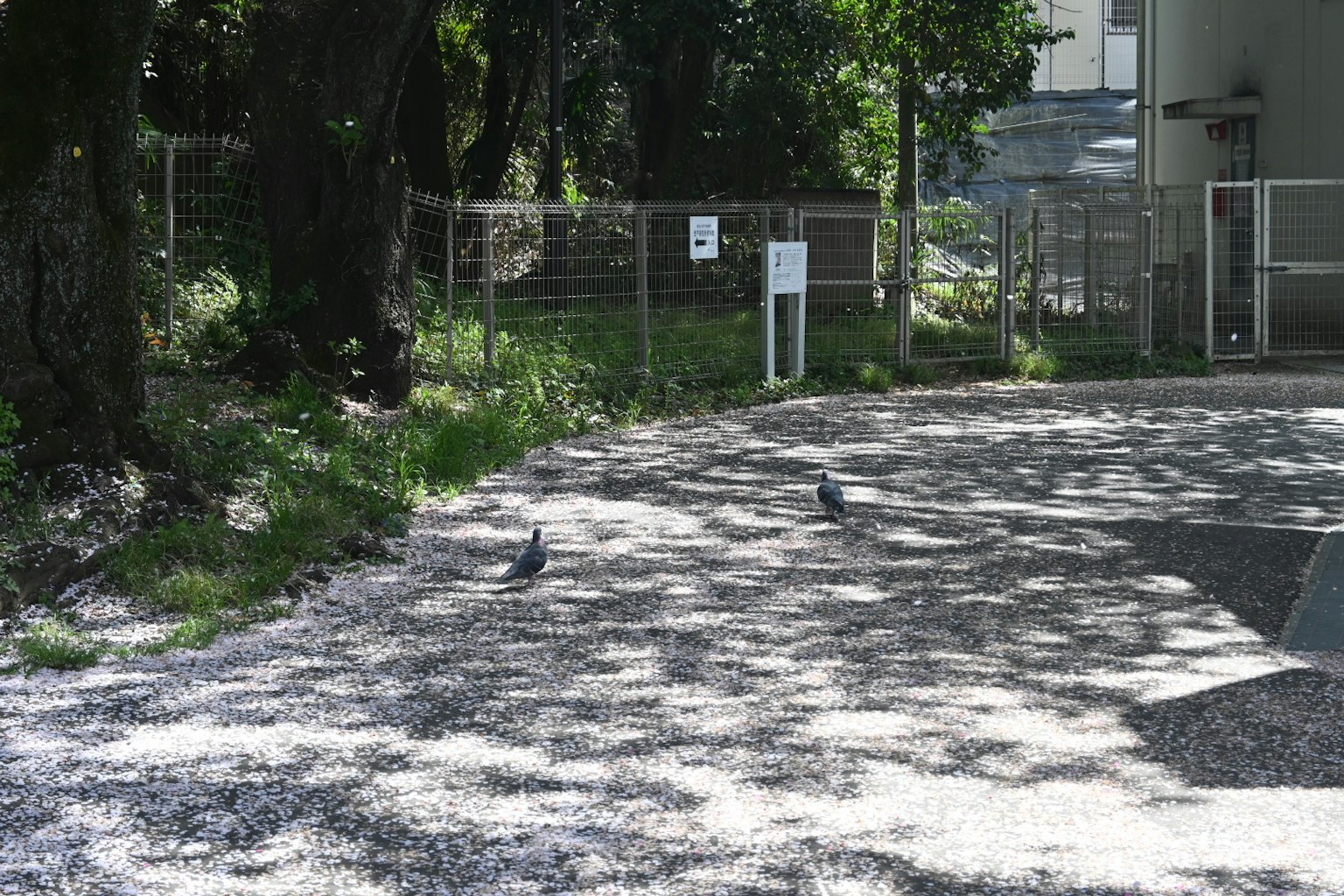 Two pigeons on a gravel path in a quiet park surrounded by greenery