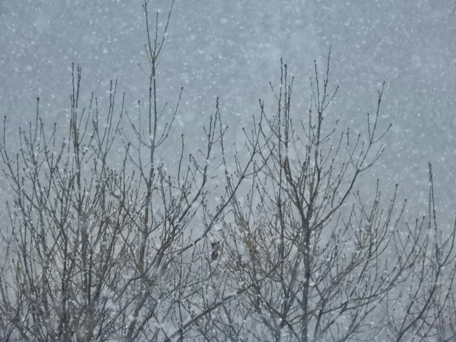 冬季场景，雪中树枝