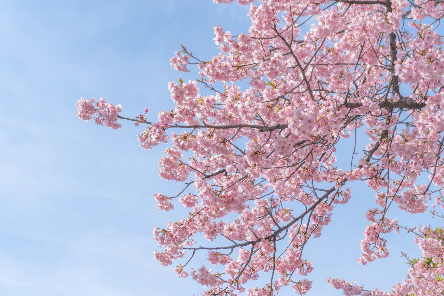 Branche de cerisier en fleurs contre un ciel bleu