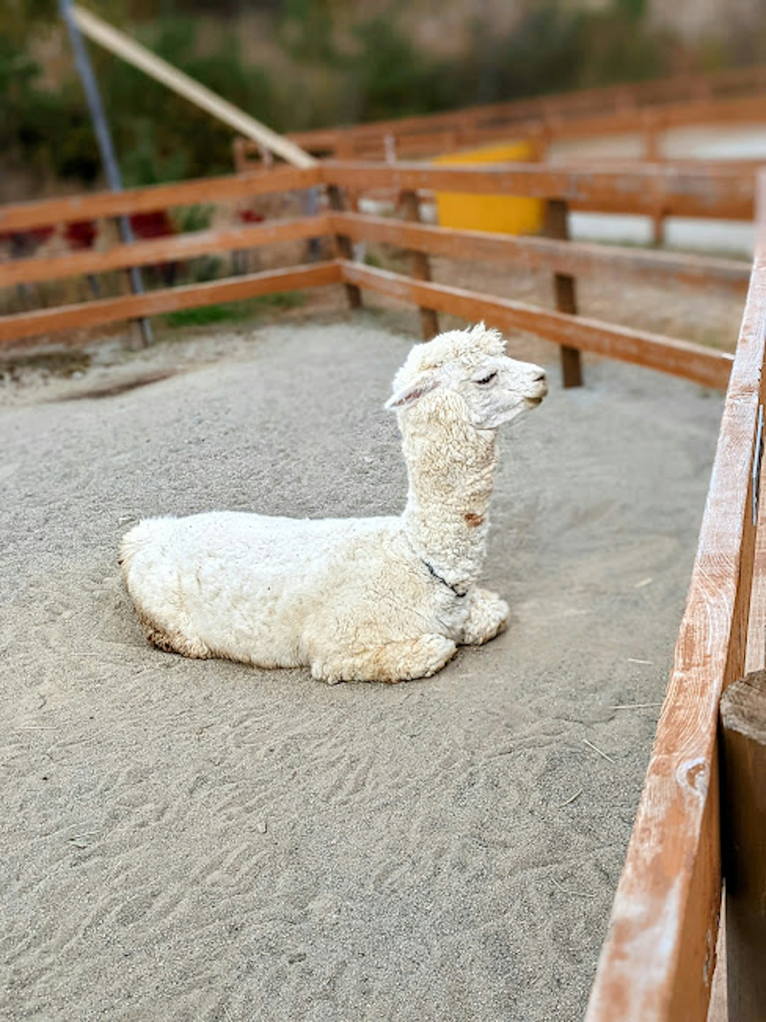 Un alpaga blanc couché dans un enclos de sable
