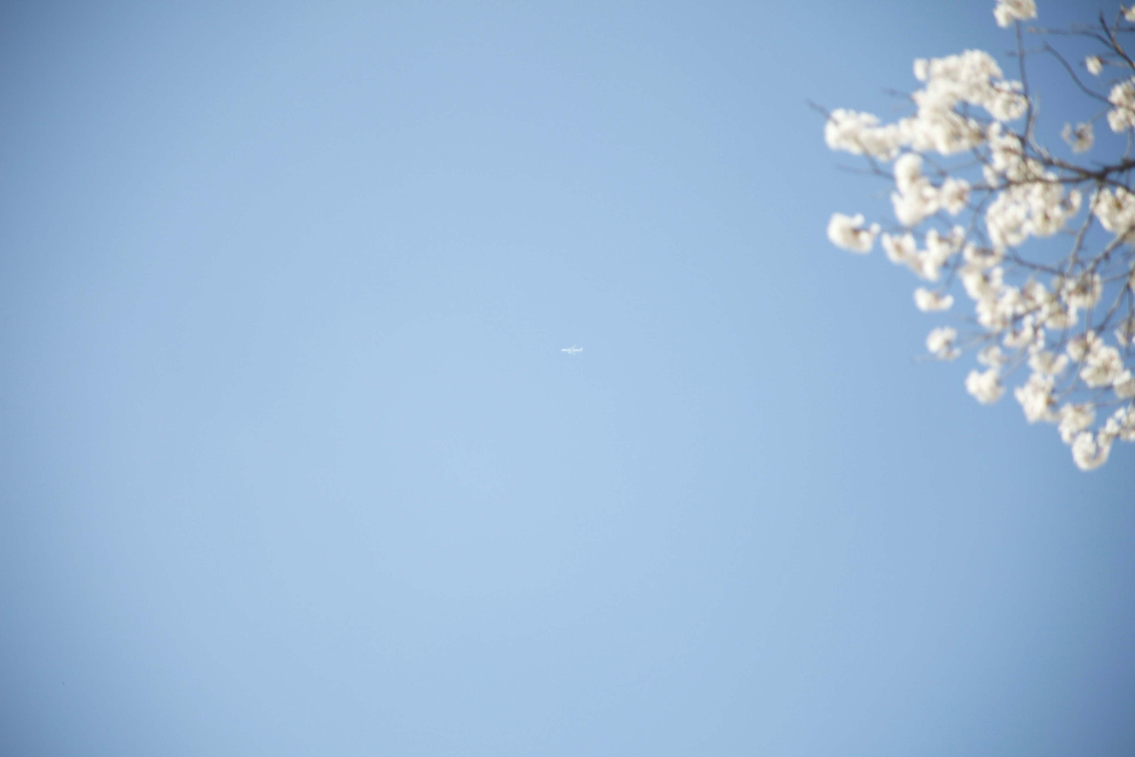 cielo azzurro con fiori bianchi alle punte dei rami
