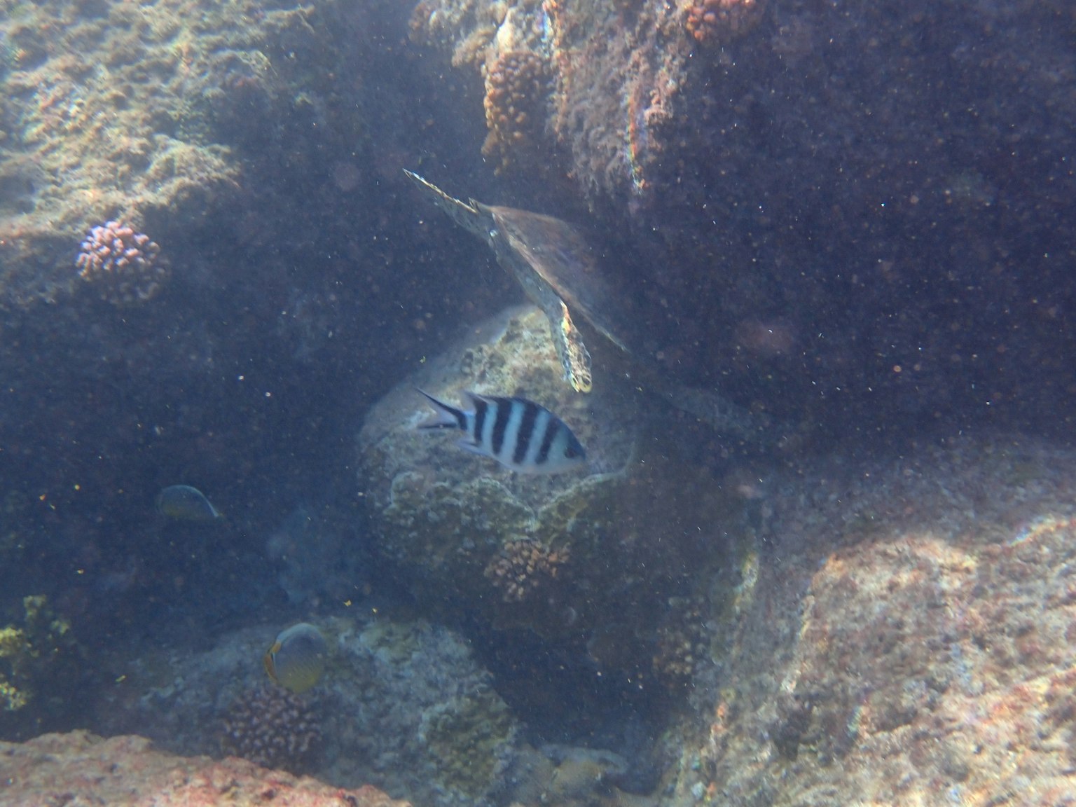 水下岩石間隱藏的條紋魚和周圍的海藻