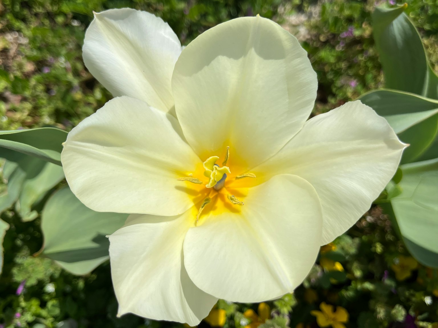 Gros plan d'une fleur de tulipe blanche avec un centre jaune
