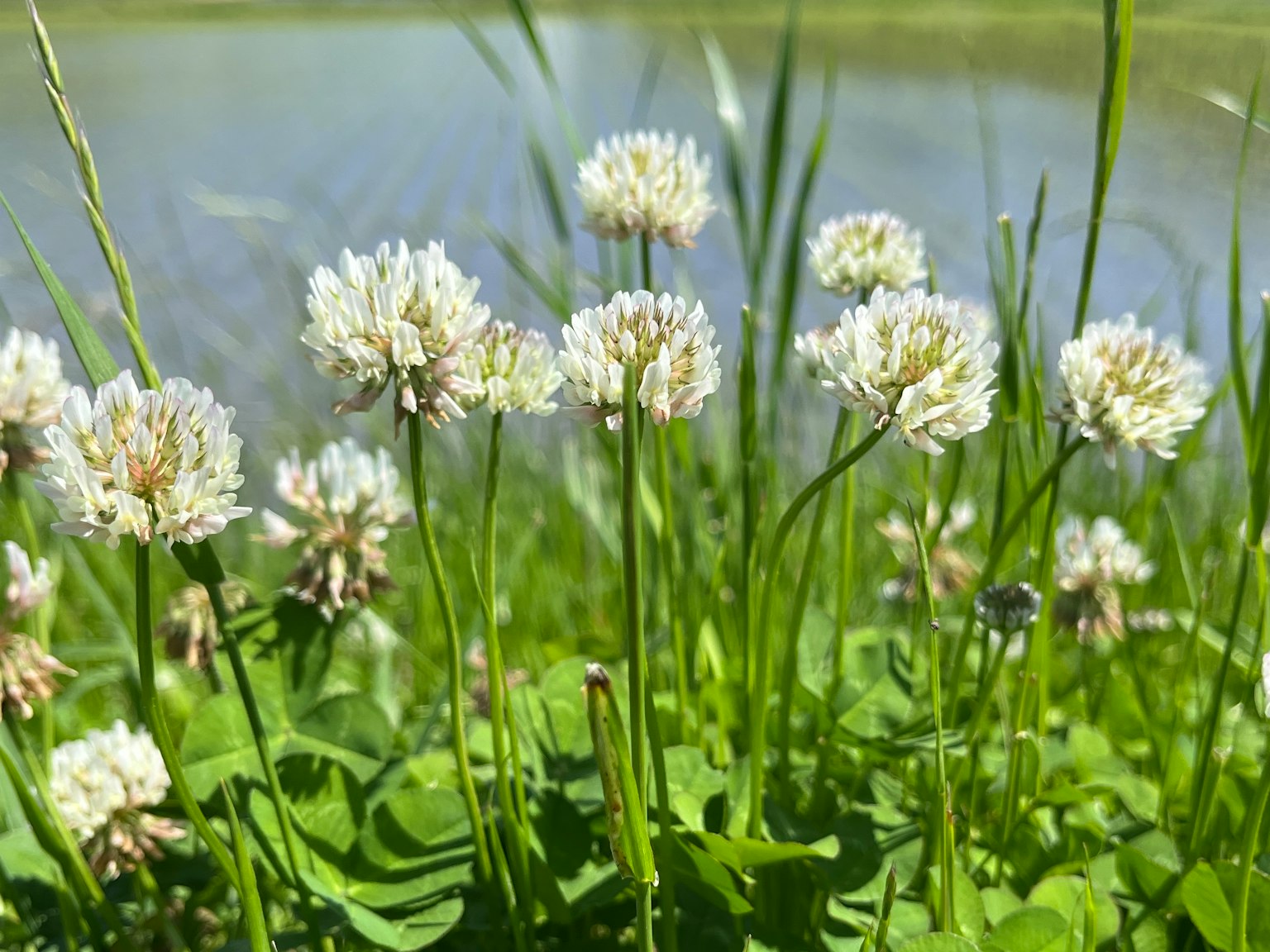 Campo de flores de trébol blanco cerca de un lago tranquilo