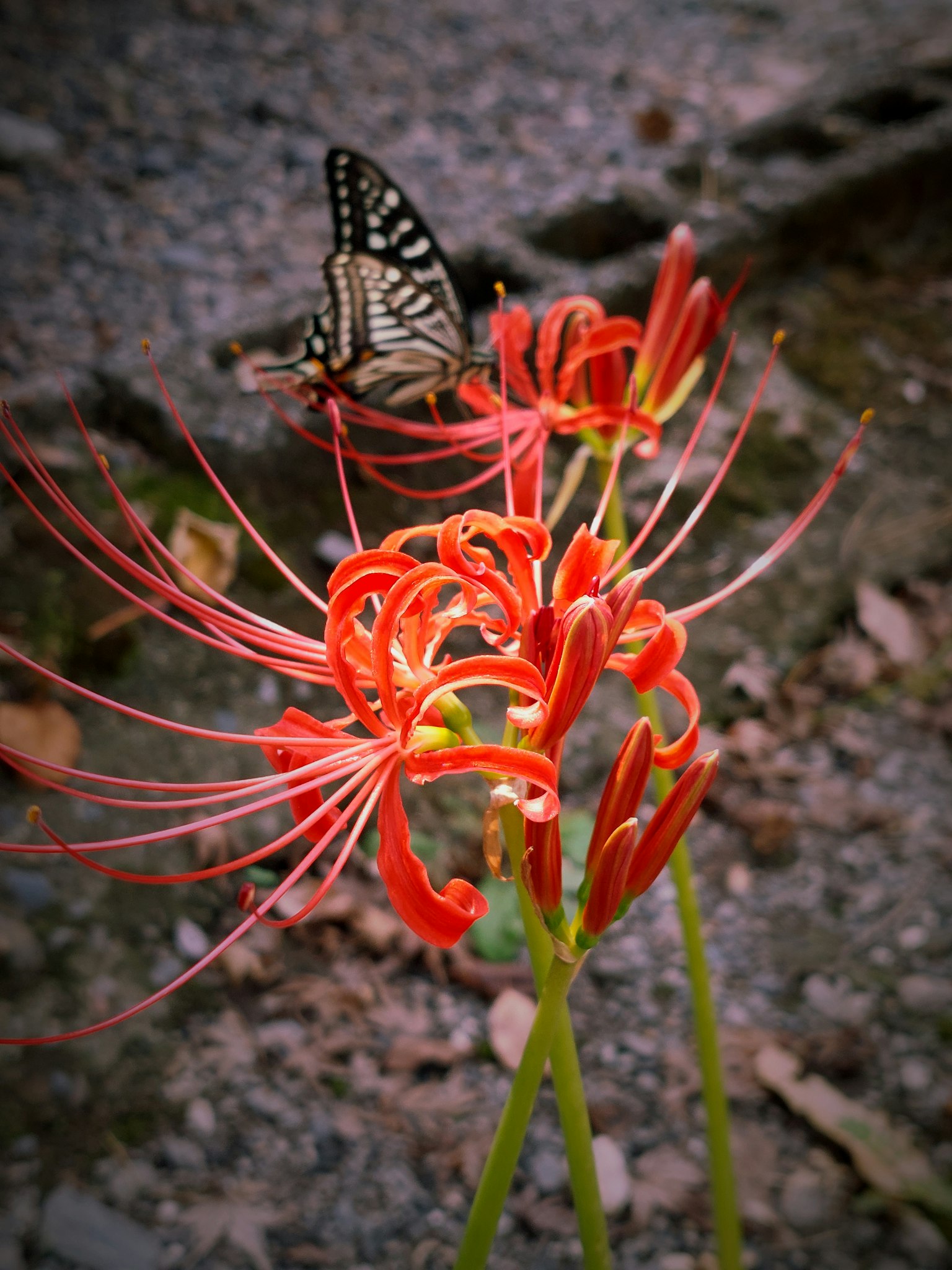 Red spider lilies with a butterfly perched on them