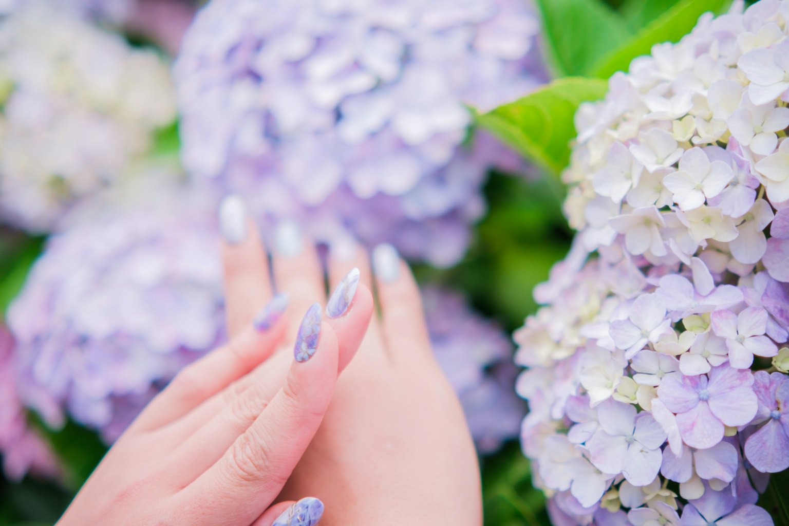 Hände mit schöner Nagelkunst zwischen Hortensienblüten