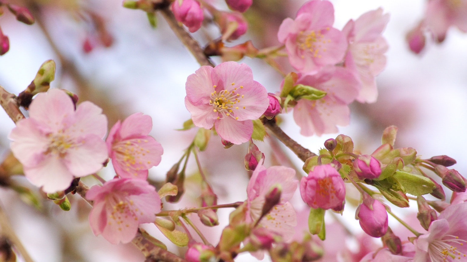 Kedekatan bunga sakura di cabang