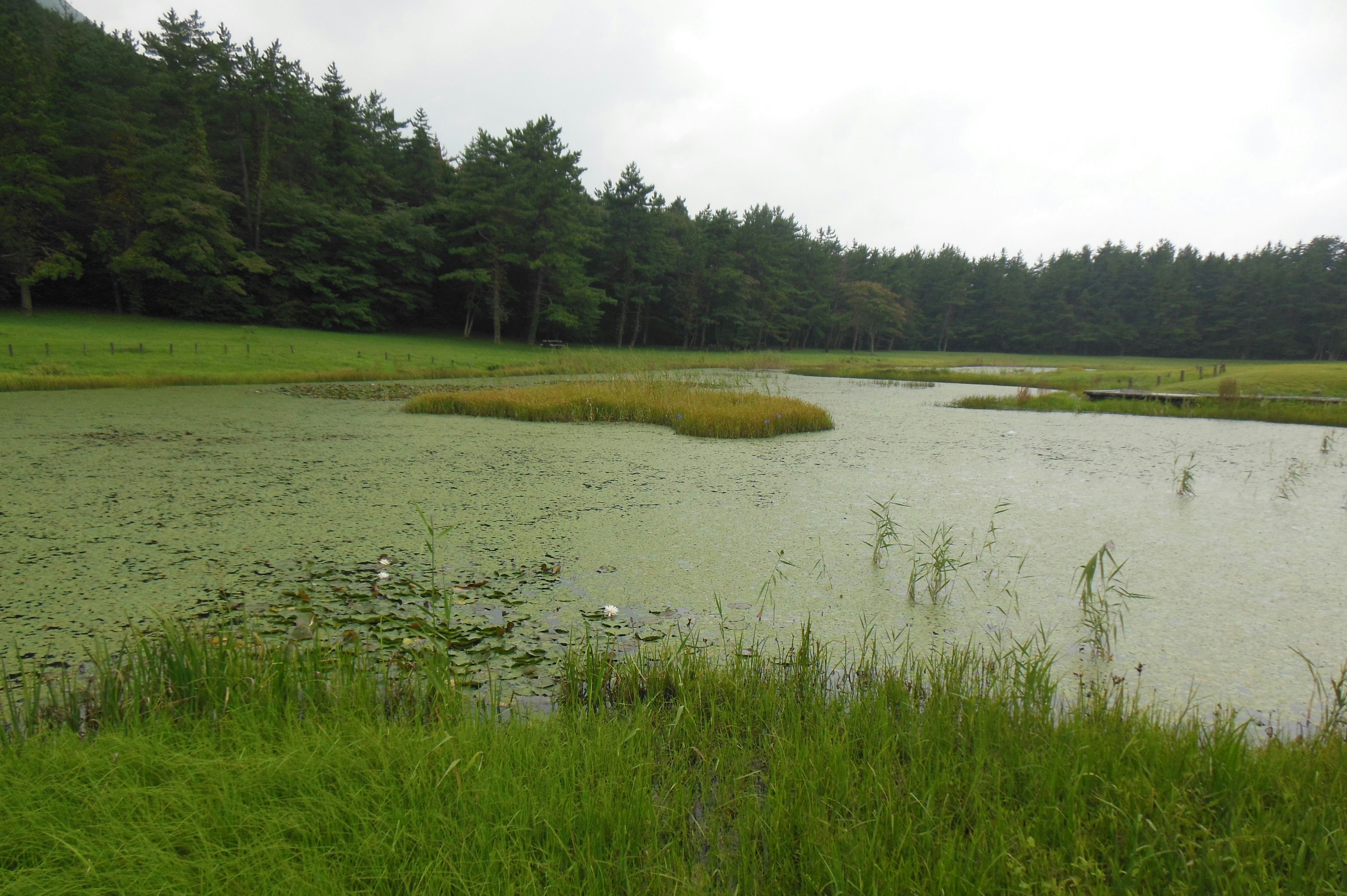 緑の草地と池のある森の風景
